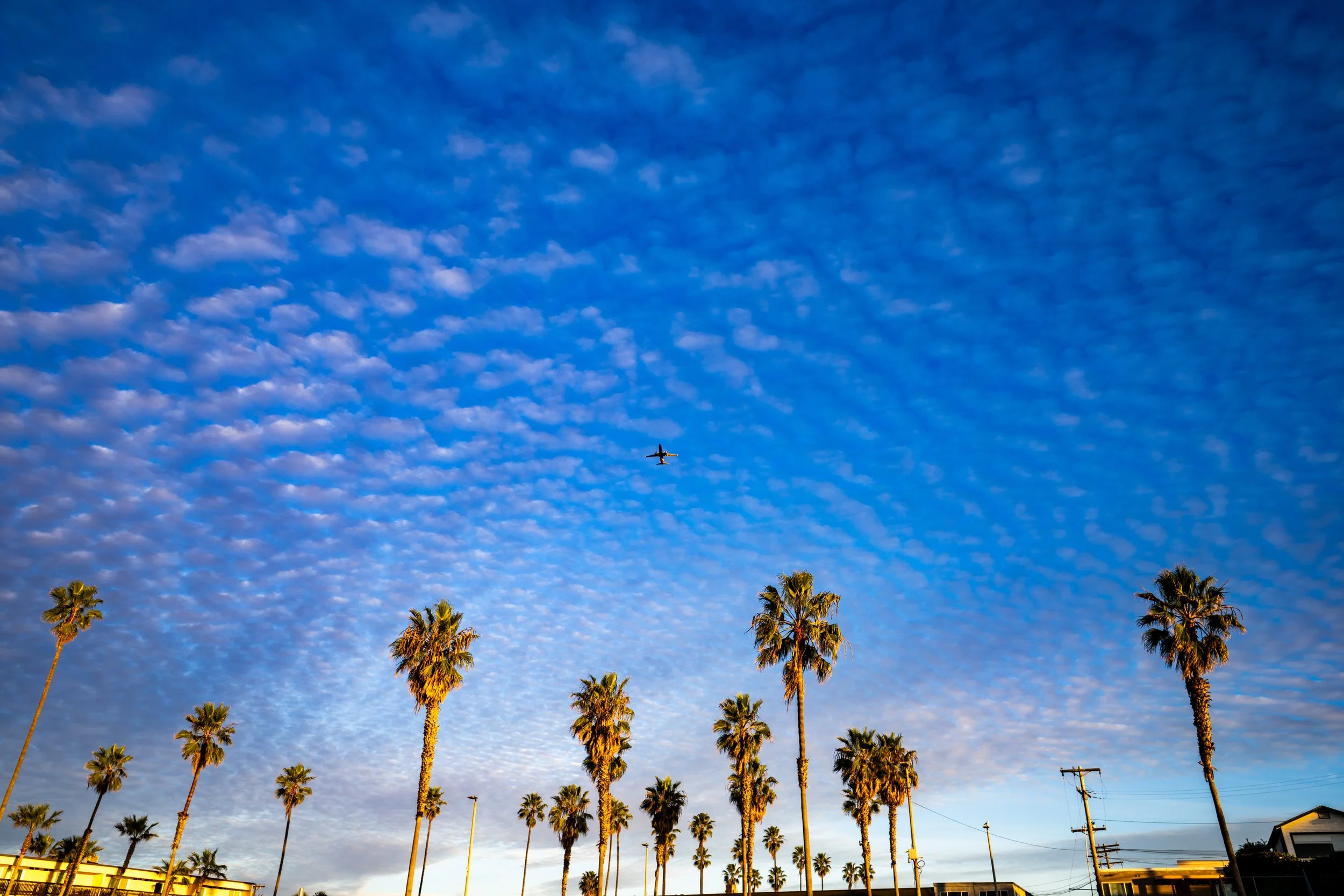 A blue sky filled with small, scattered clouds, with an airplane flying above a row of tall palm trees and some buildings.