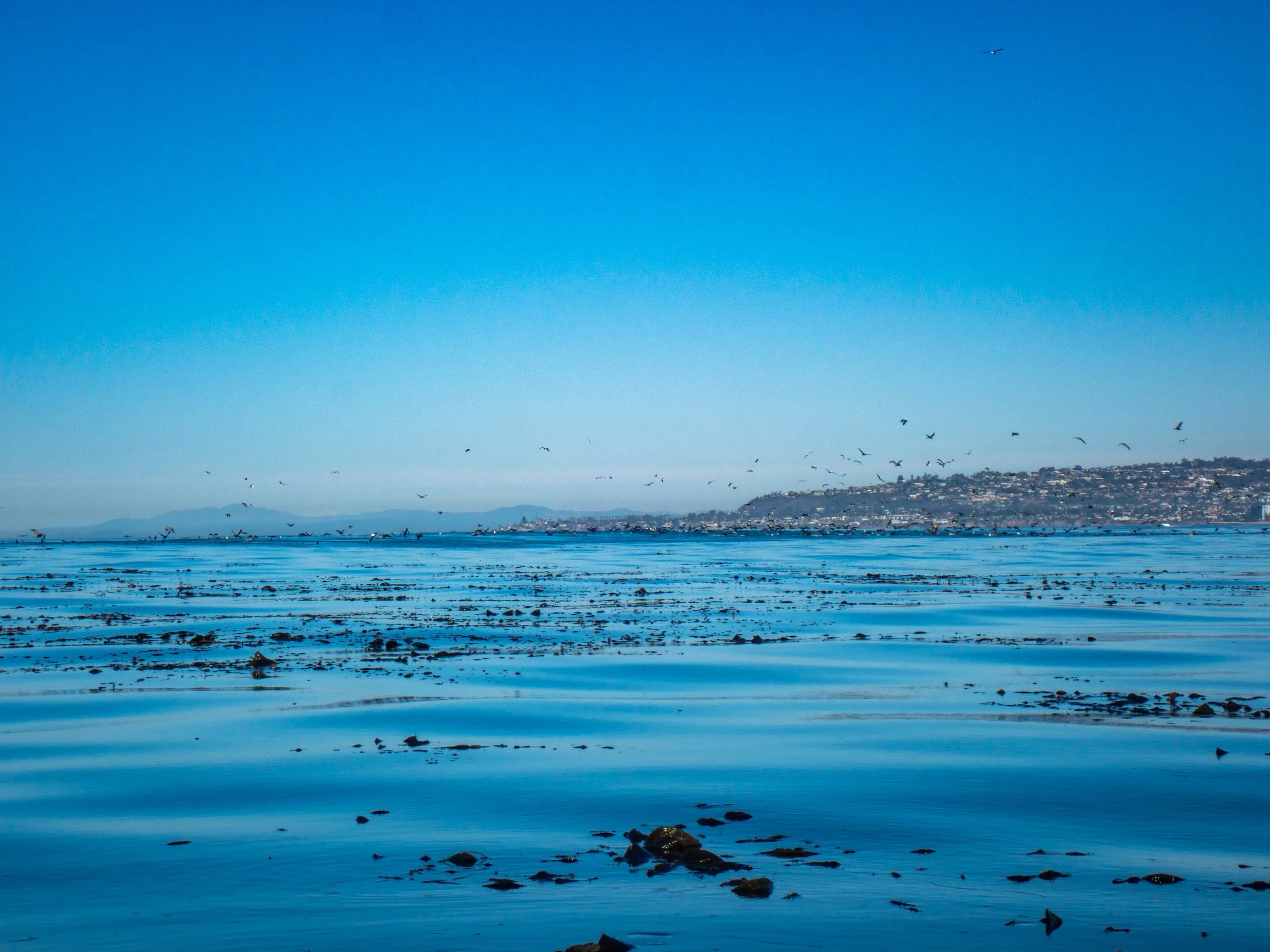Wide view of a calm body of water with scattered rocks and debris, a flock of birds flying overhead, and distant hills under a clear blue sky.
