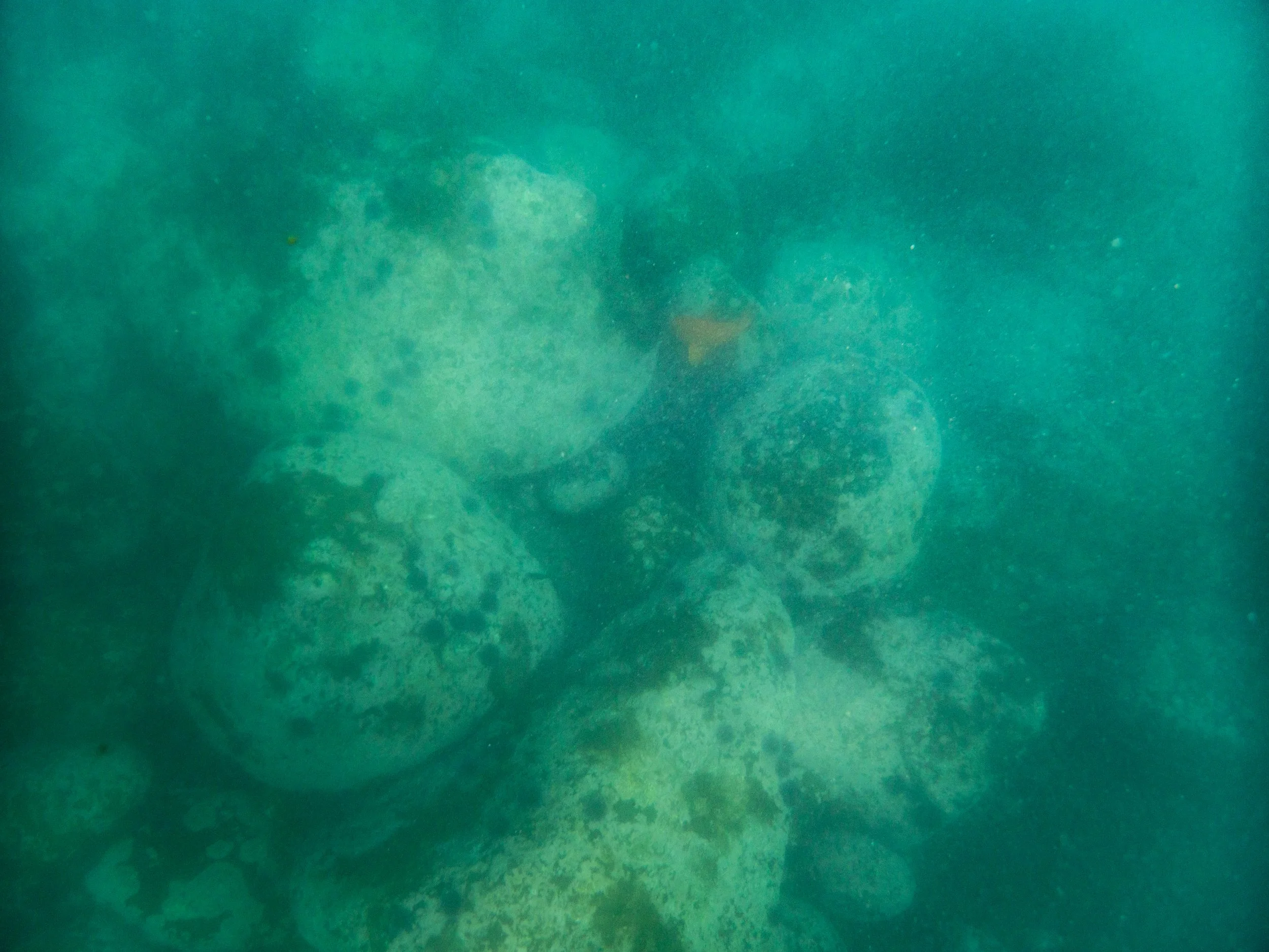 Underwater image of a group of rocks covered with algae and marine growth.
