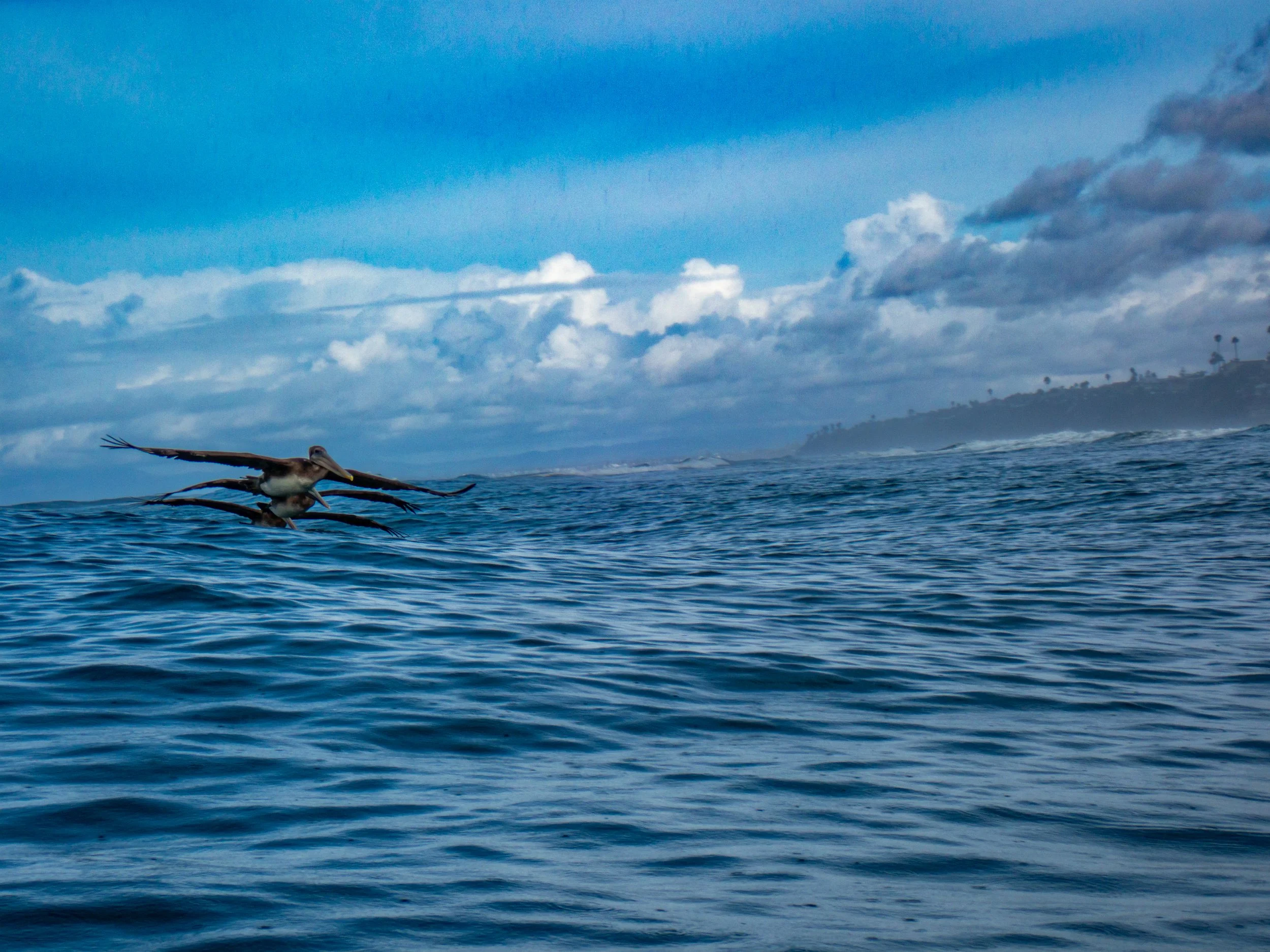 Pelican flying over calm ocean water with a cloudy sky and distant shoreline with palm trees.