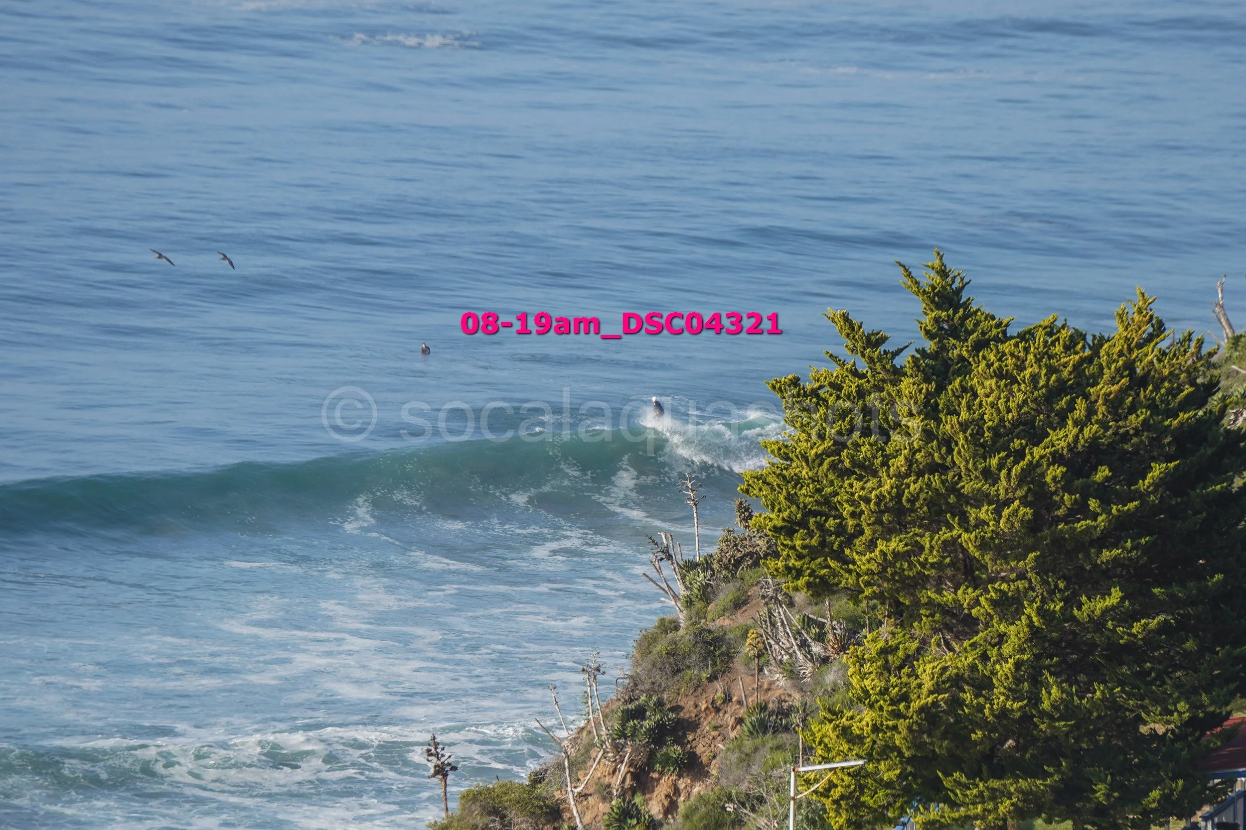 Ocean waves crashing near a rocky shoreline with a large green tree in the foreground, and seagulls flying over the water.