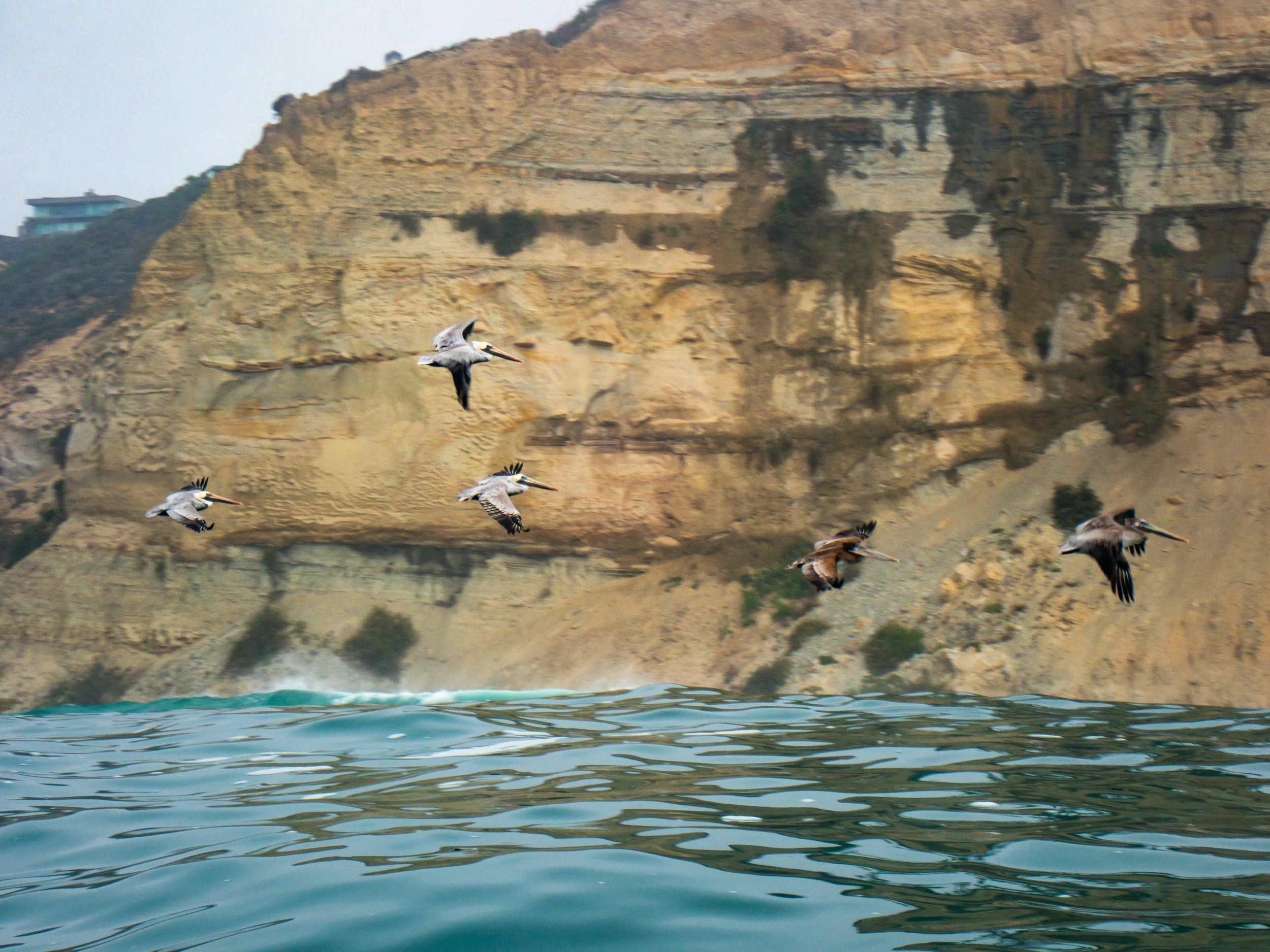 Six pelicans flying over the ocean near rocky cliffs with a building on top in the background.