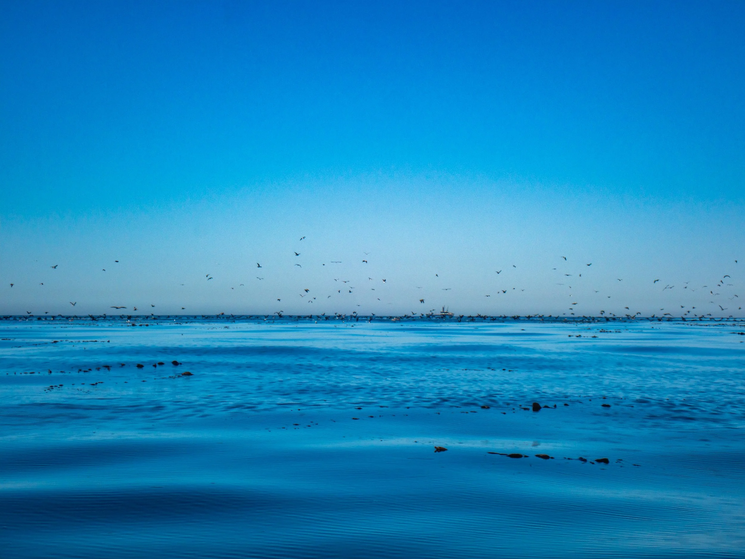 Seagulls flying over a calm, blue ocean with a clear sky on a sunny day.