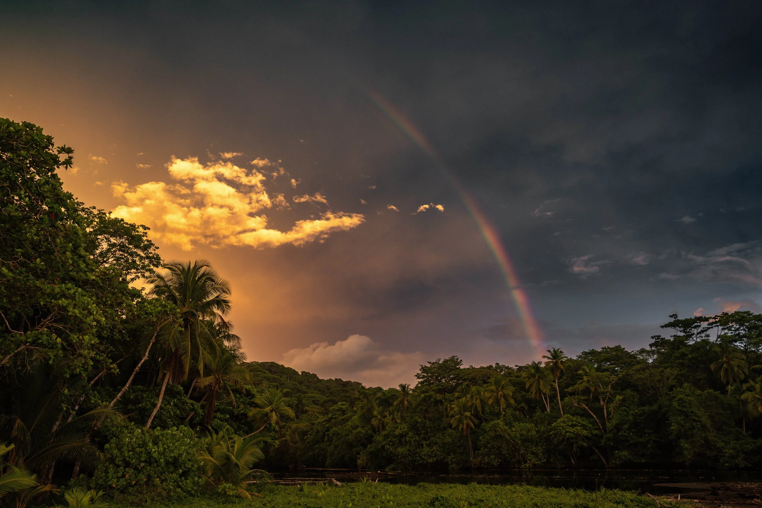 A colorful rainbow arches across a cloudy sky during sunset over a lush green tropical forest with palm trees.