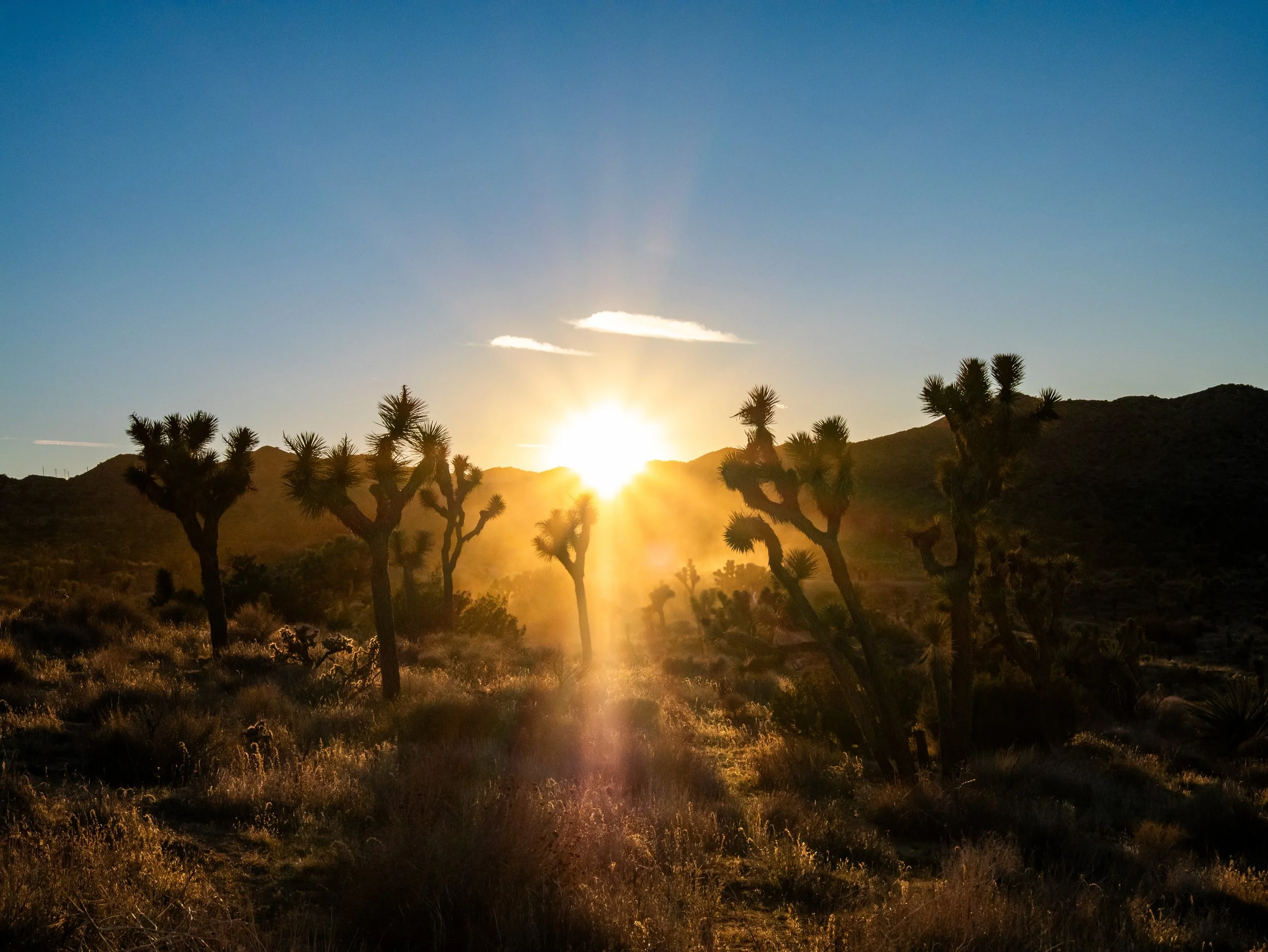 Desert landscape with Joshua trees at sunset, mountain range in the background, and clear blue sky.