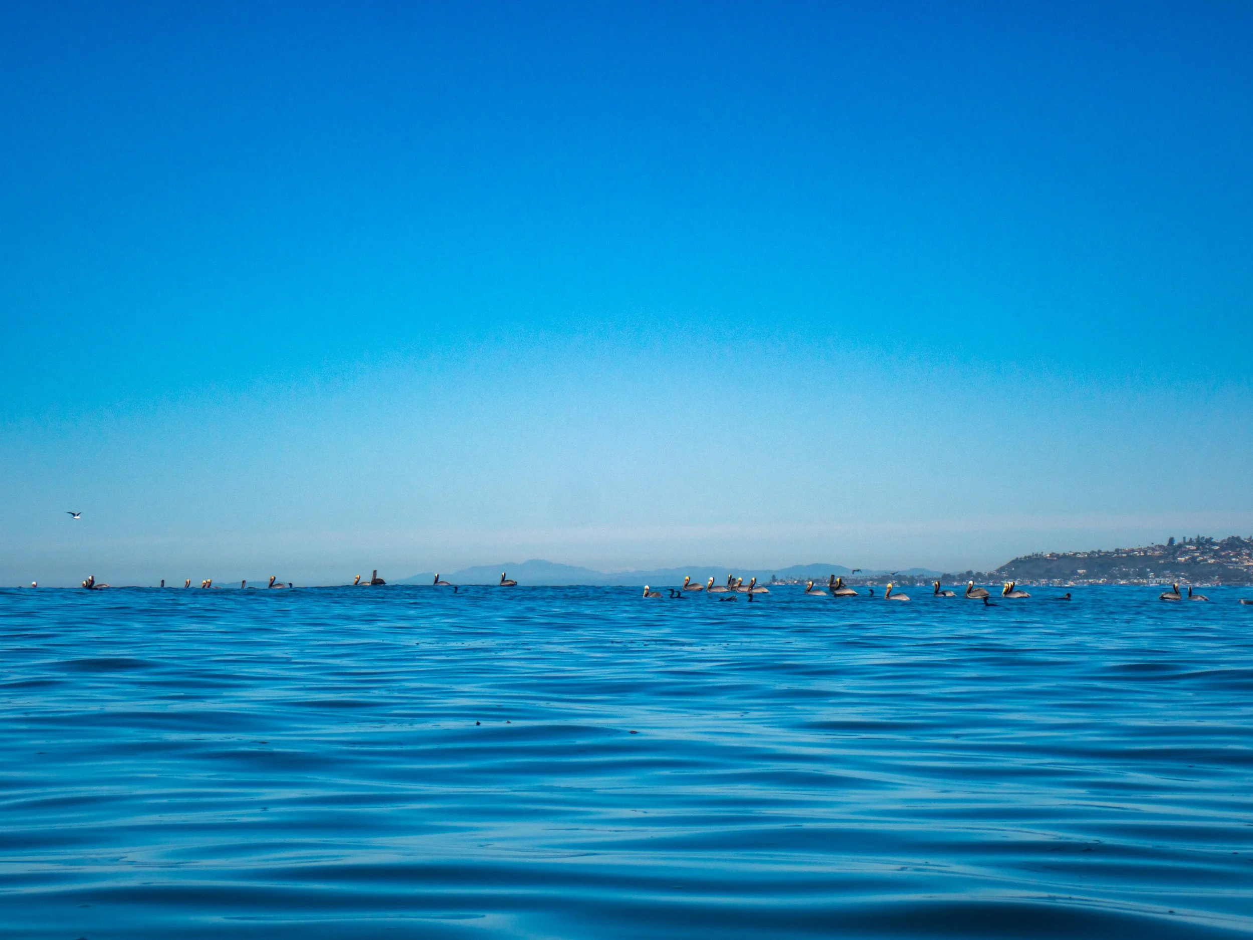 A calm ocean with a line of pelicans floating on the water's surface under a clear blue sky, with a distant shoreline and hills in the background.