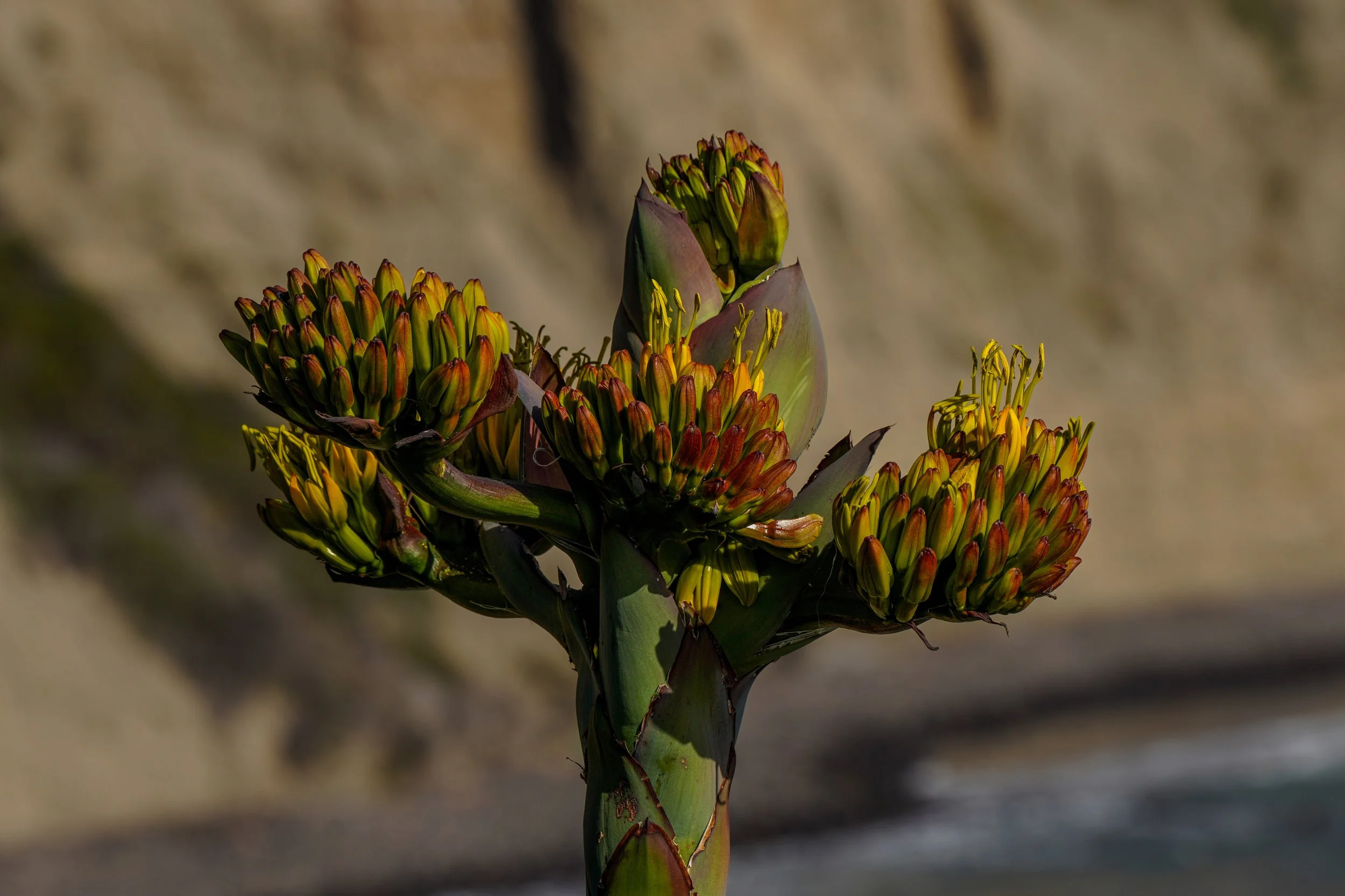 Close-up of a blooming cactus plant with clusters of yellow and orange flowers against a blurred natural background.