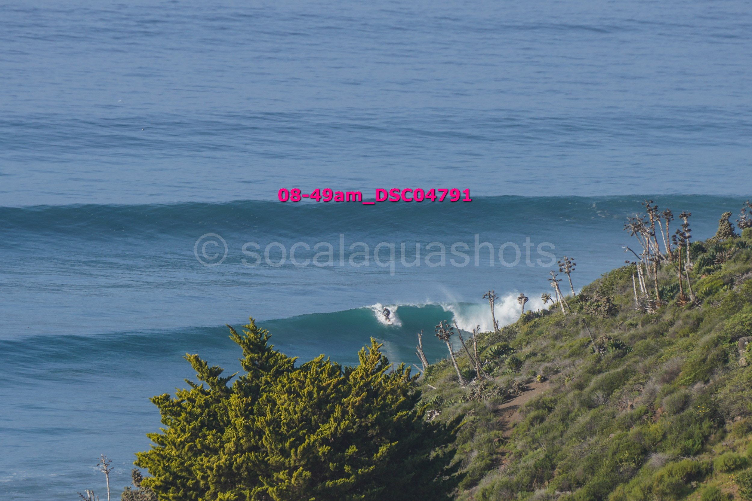 A surfer riding a wave near a coastal cliff with green vegetation and tall, thin trees.