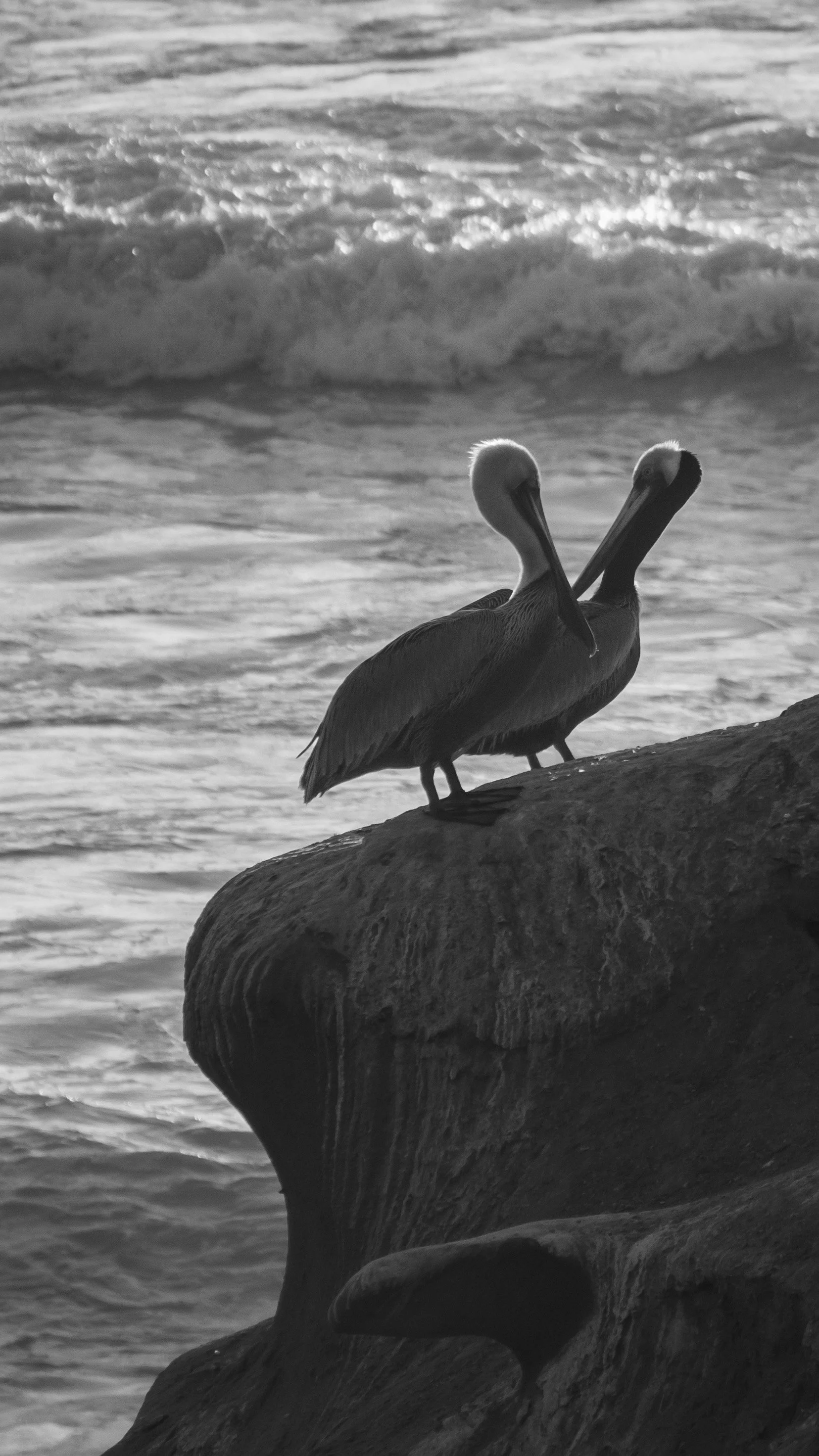 Two pelicans standing on a large rock by the ocean, with waves in the background, black and white photo.
