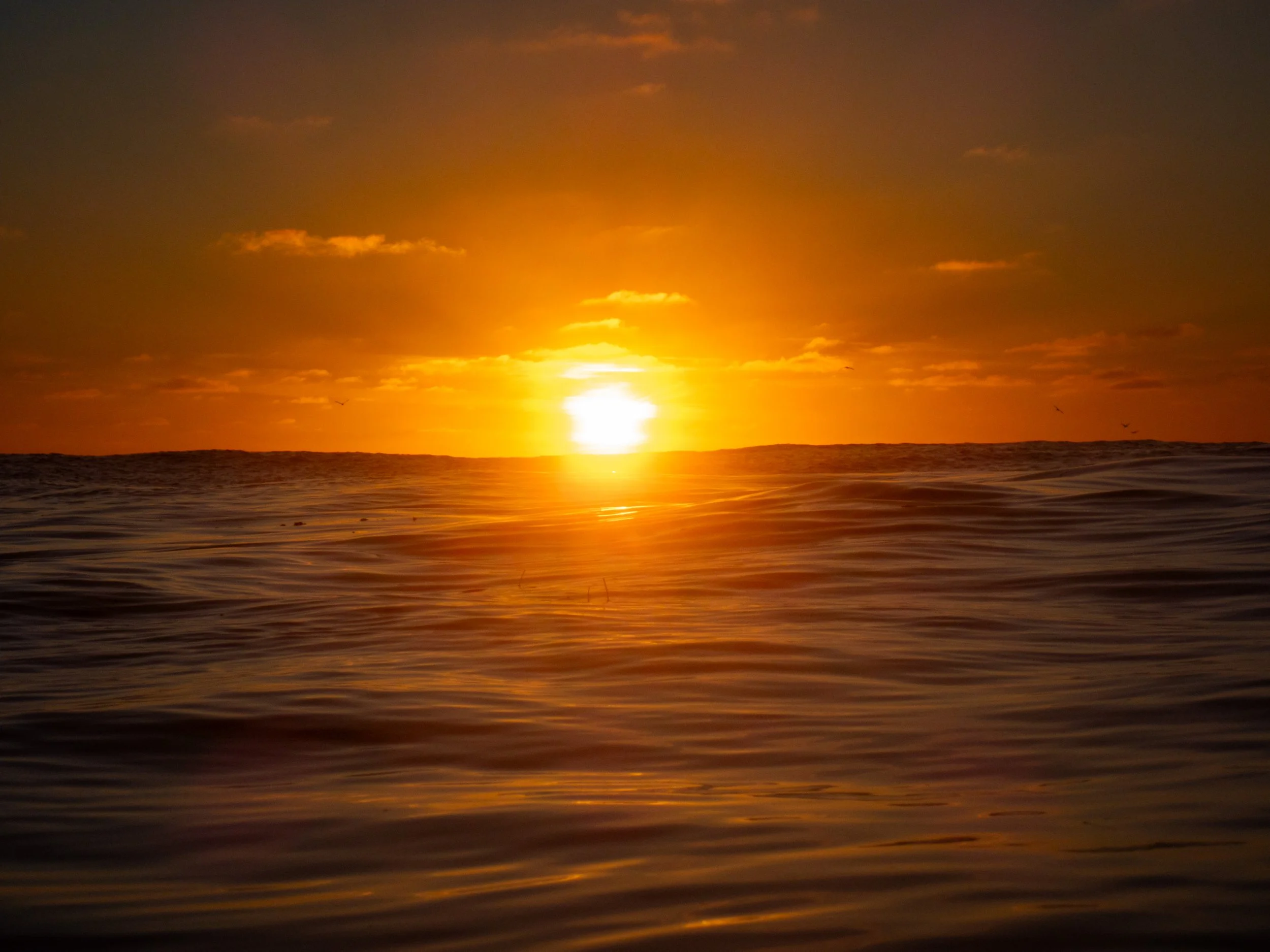 A sunset over the ocean with a clear sky and calm water, showing the horizon and a few birds flying.