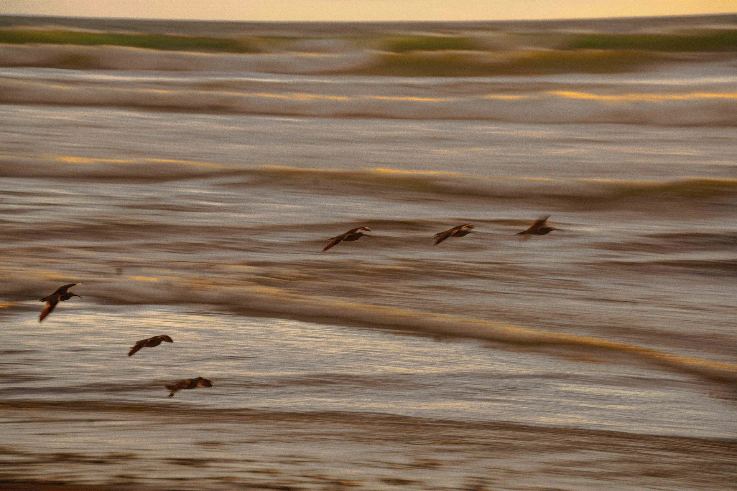 Seagulls flying low over ocean waves during sunset or sunrise.