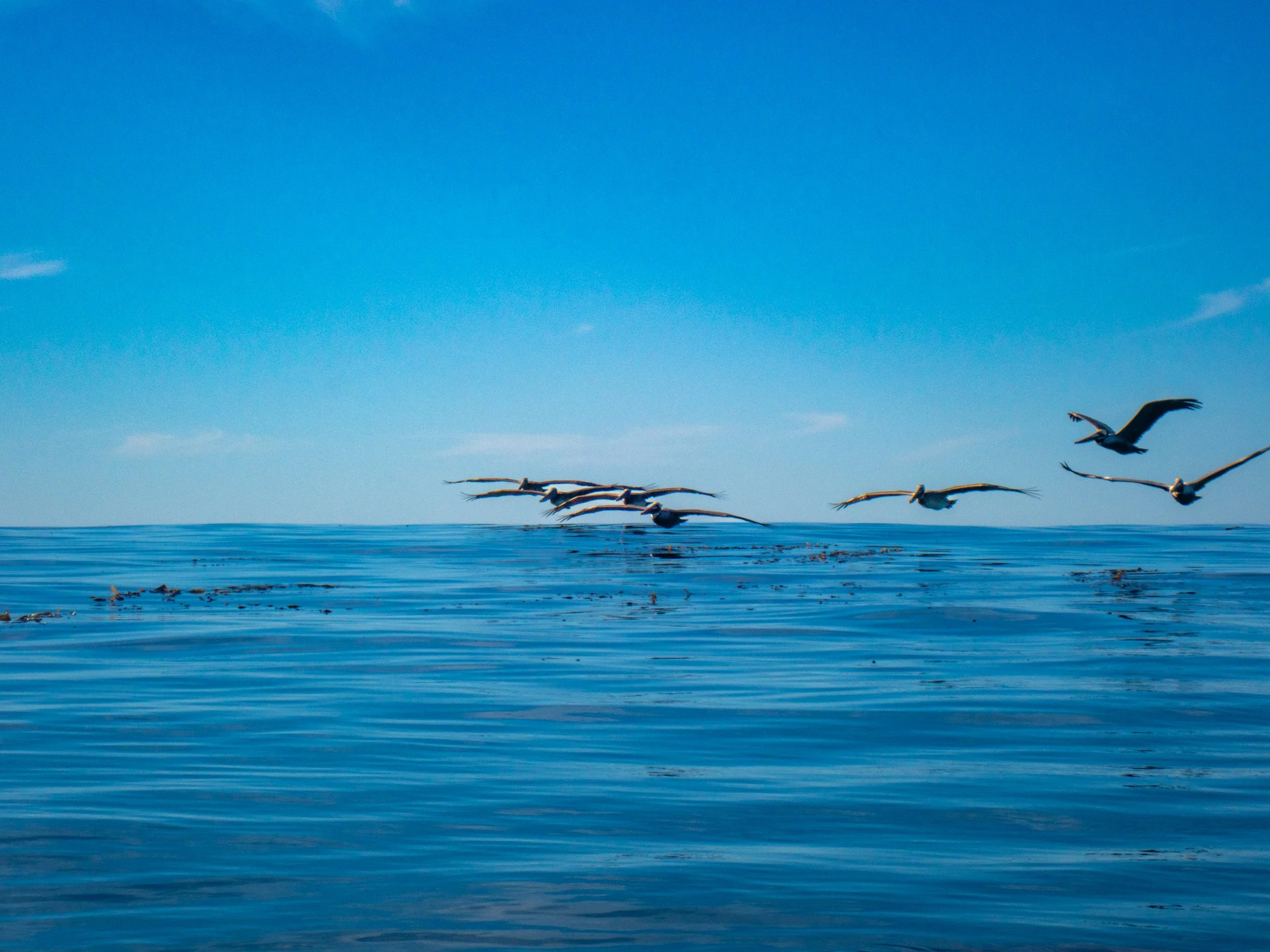 Seagulls flying over calm ocean water under a clear blue sky.