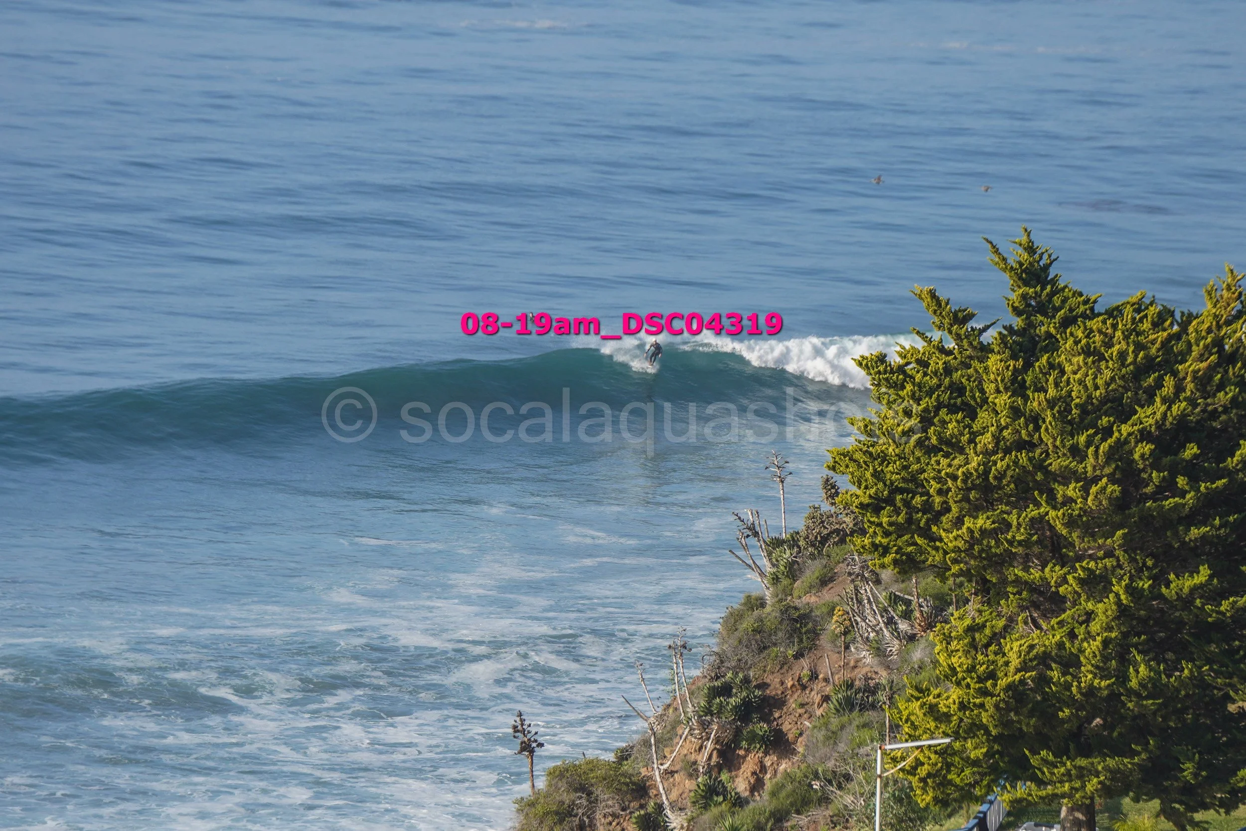 A person surfing on a large ocean wave near a rocky shoreline with green trees and bushes.