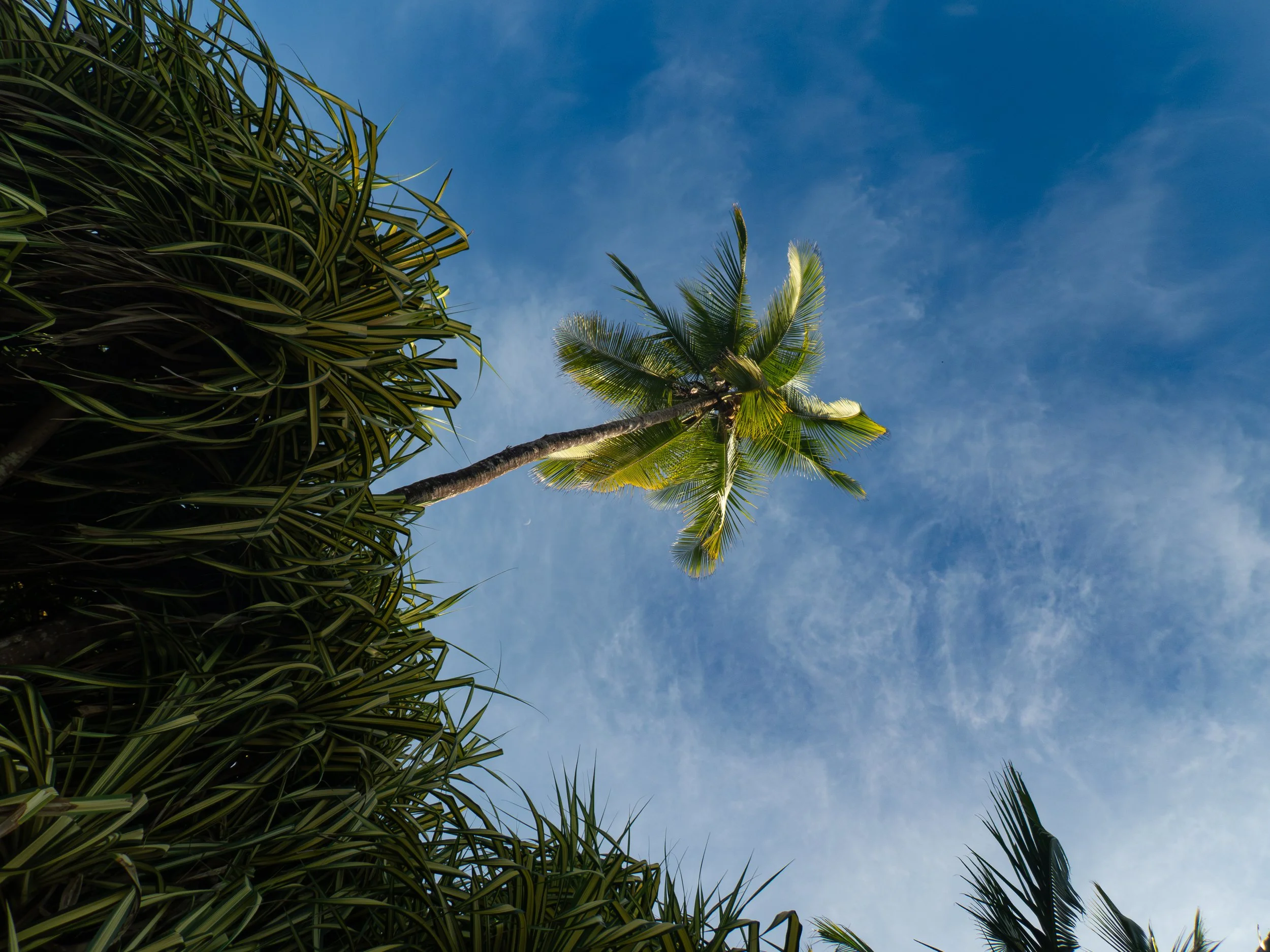 Looking up at a clear blue sky with a palm tree and some leafy plants in the foreground.
