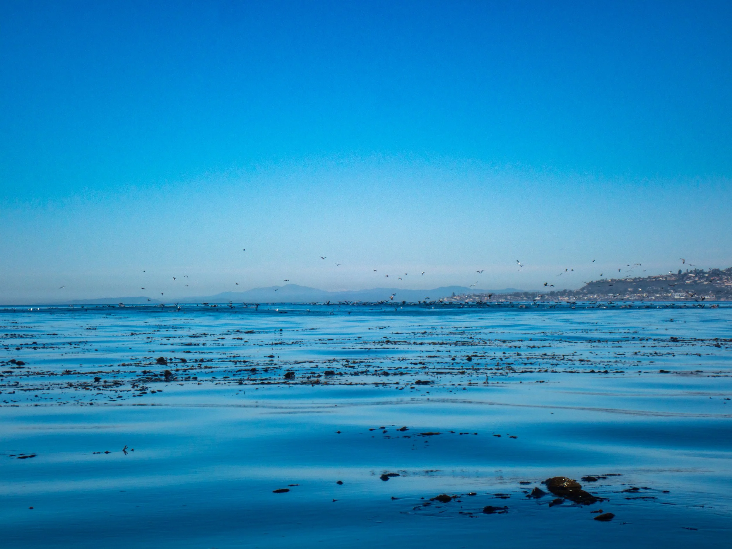 A coastal scene with a calm, reflective body of water in the foreground, birds flying over the water, and a distant shoreline with buildings and hills under a clear blue sky.