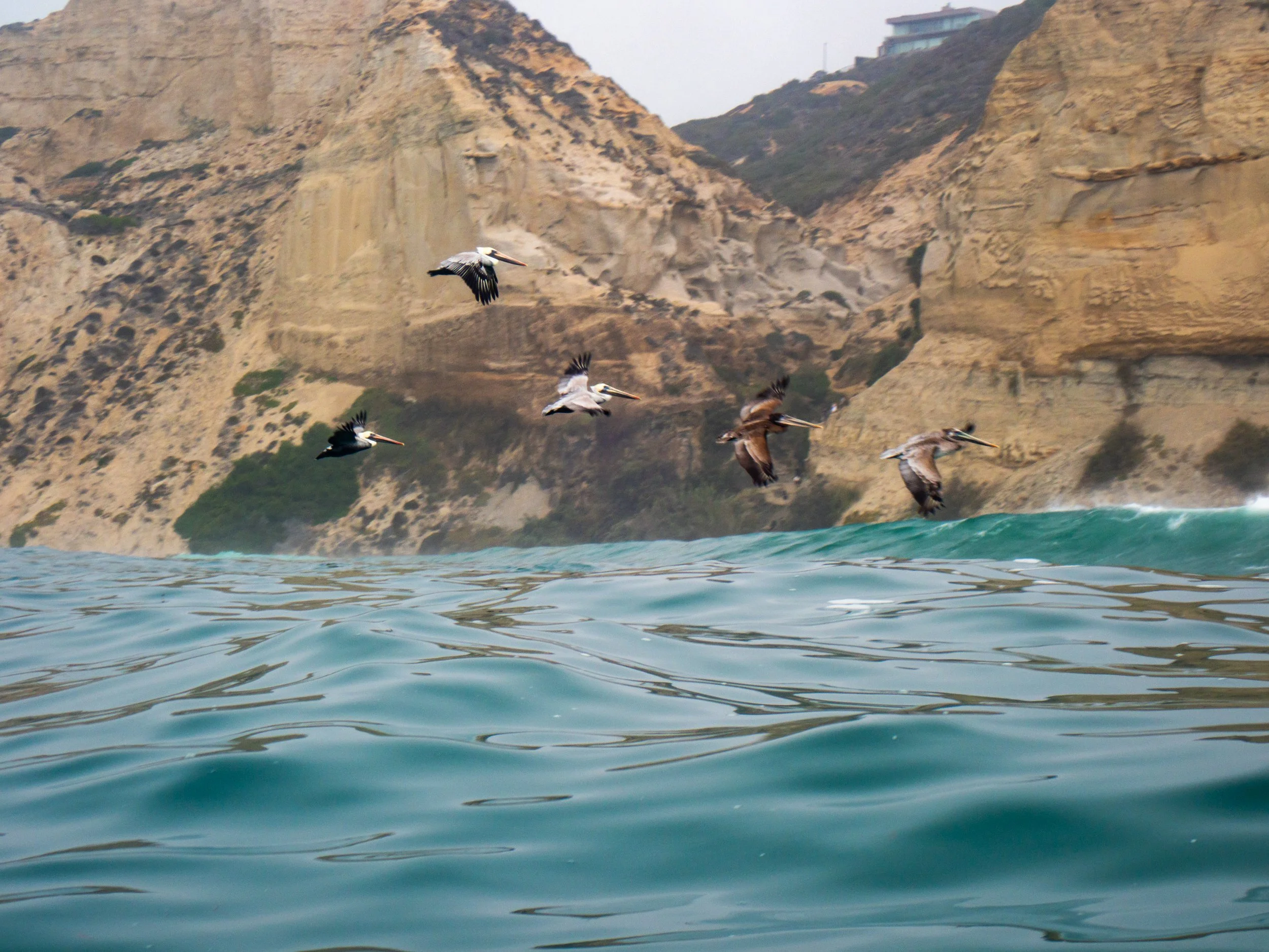 Seagulls flying over ocean waves near rocky cliffs and a building in the background.