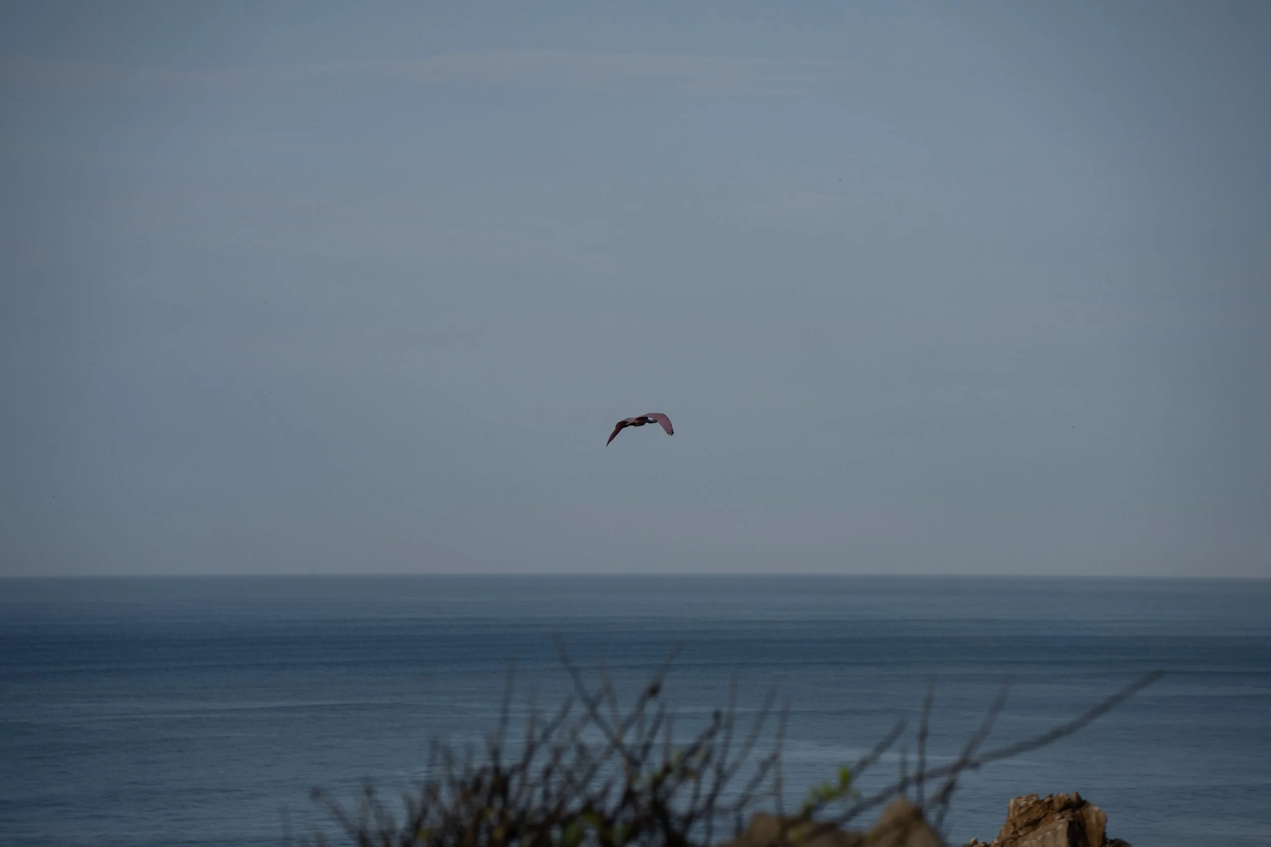 A lone seagull flying over the ocean with a clear sky in the background, and some plants and rocks in the foreground.