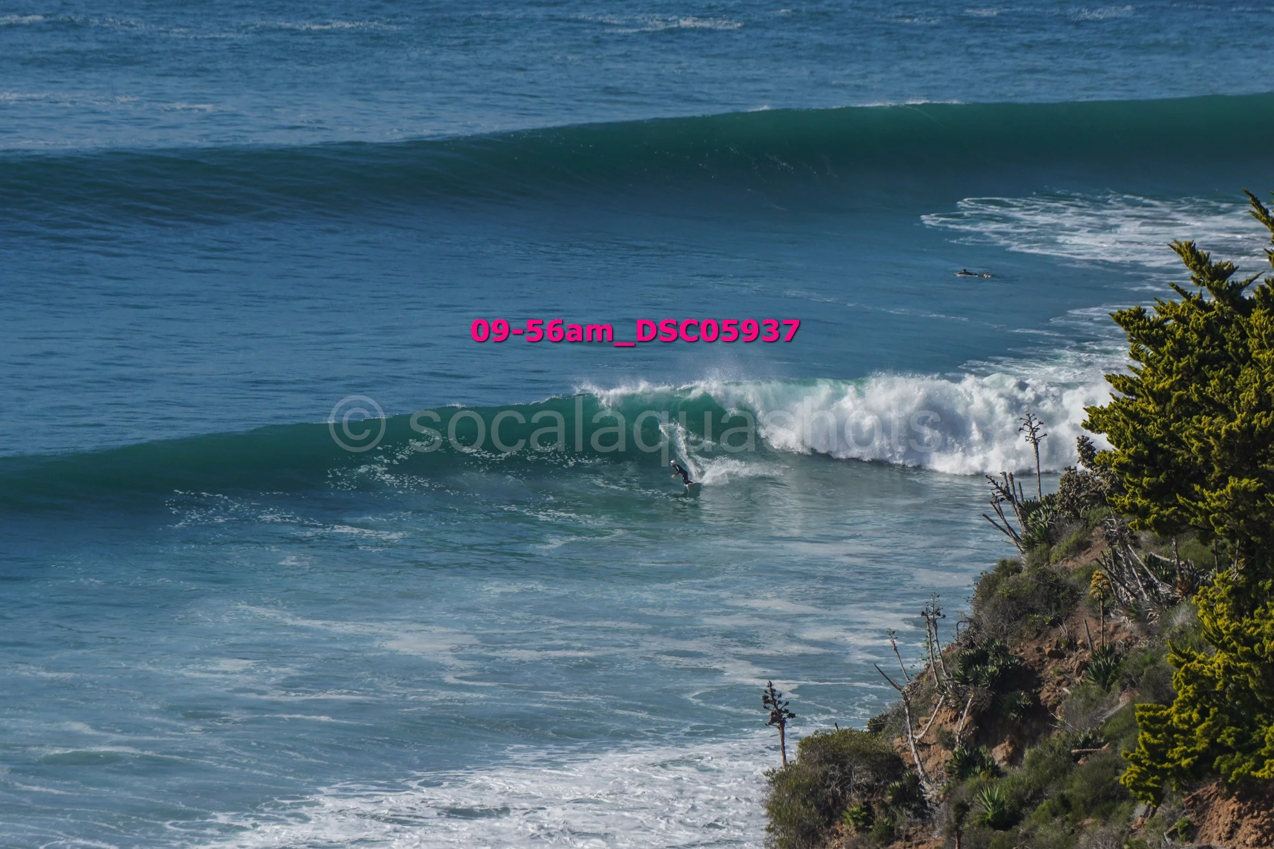 A surfer riding a wave near the rocky coast with greenery and bushes in the foreground.