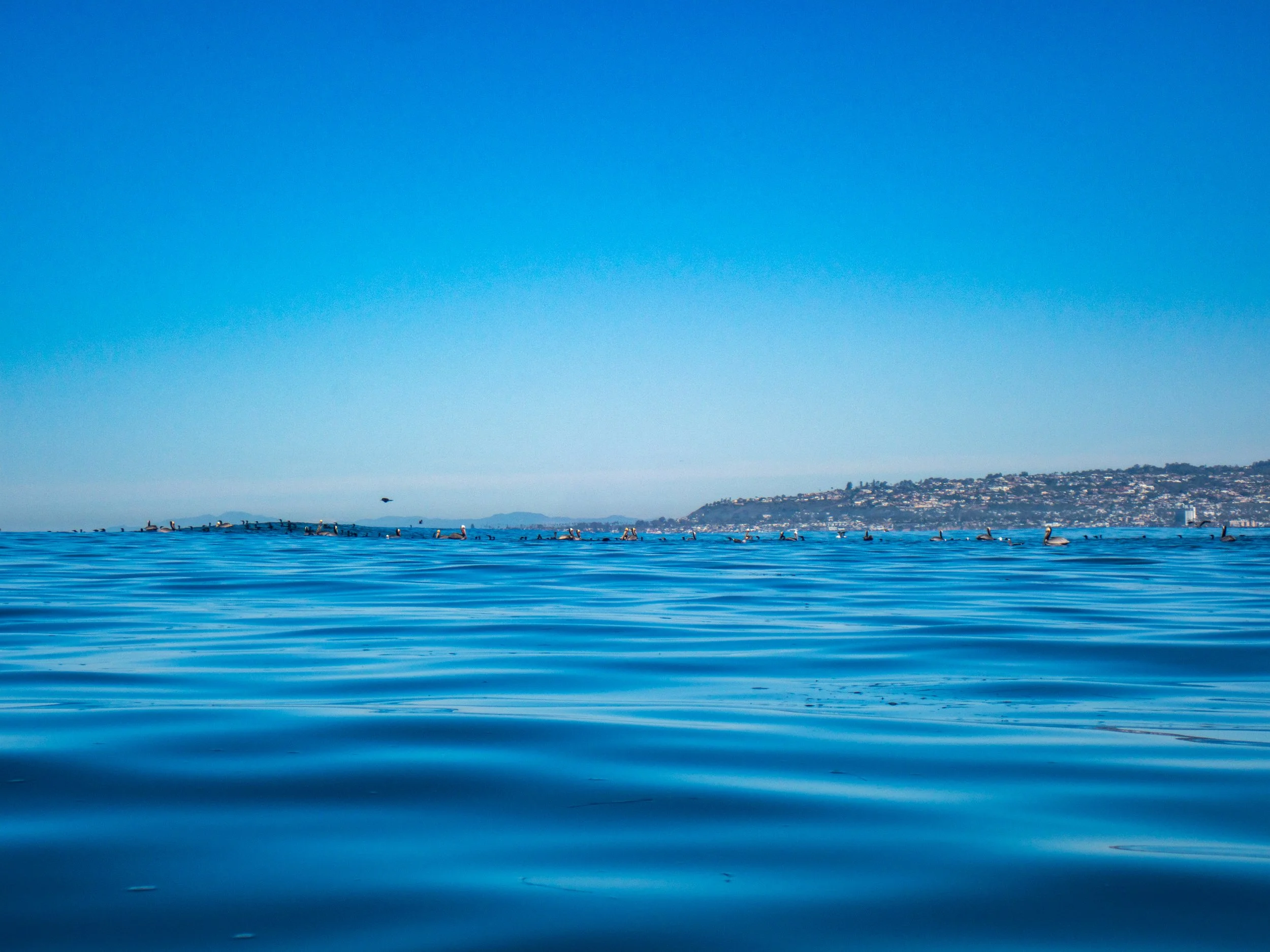 Calm ocean with a flock of seabirds floating on the water surface and a distant coastal city on the horizon under a clear blue sky.