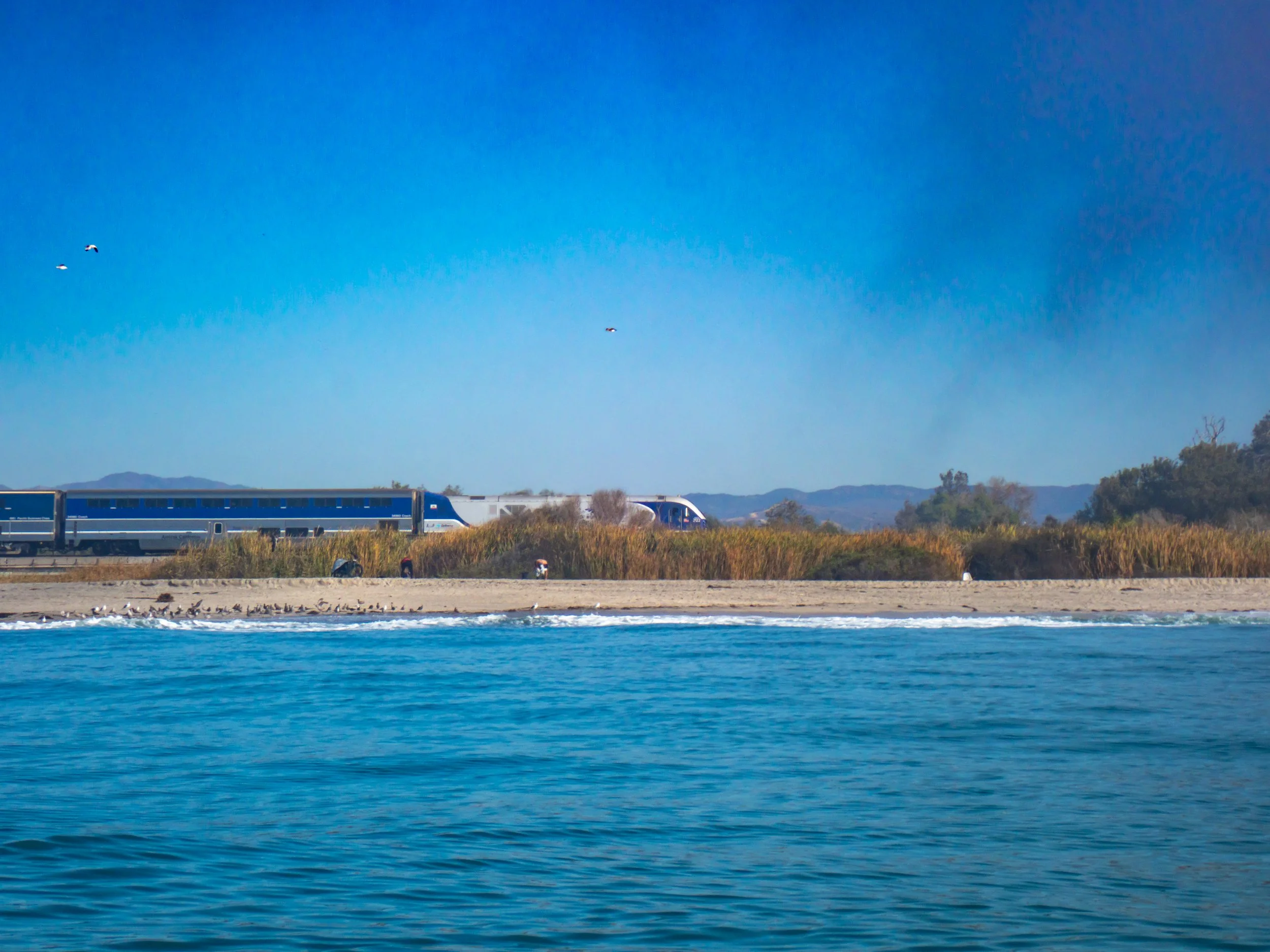 A landscape view of a beach with blue water in the foreground, sandy shore with birds, grassy dunes, and eucalyptus trees behind, and a modern passenger train traveling along the tracks in the background under a clear blue sky.