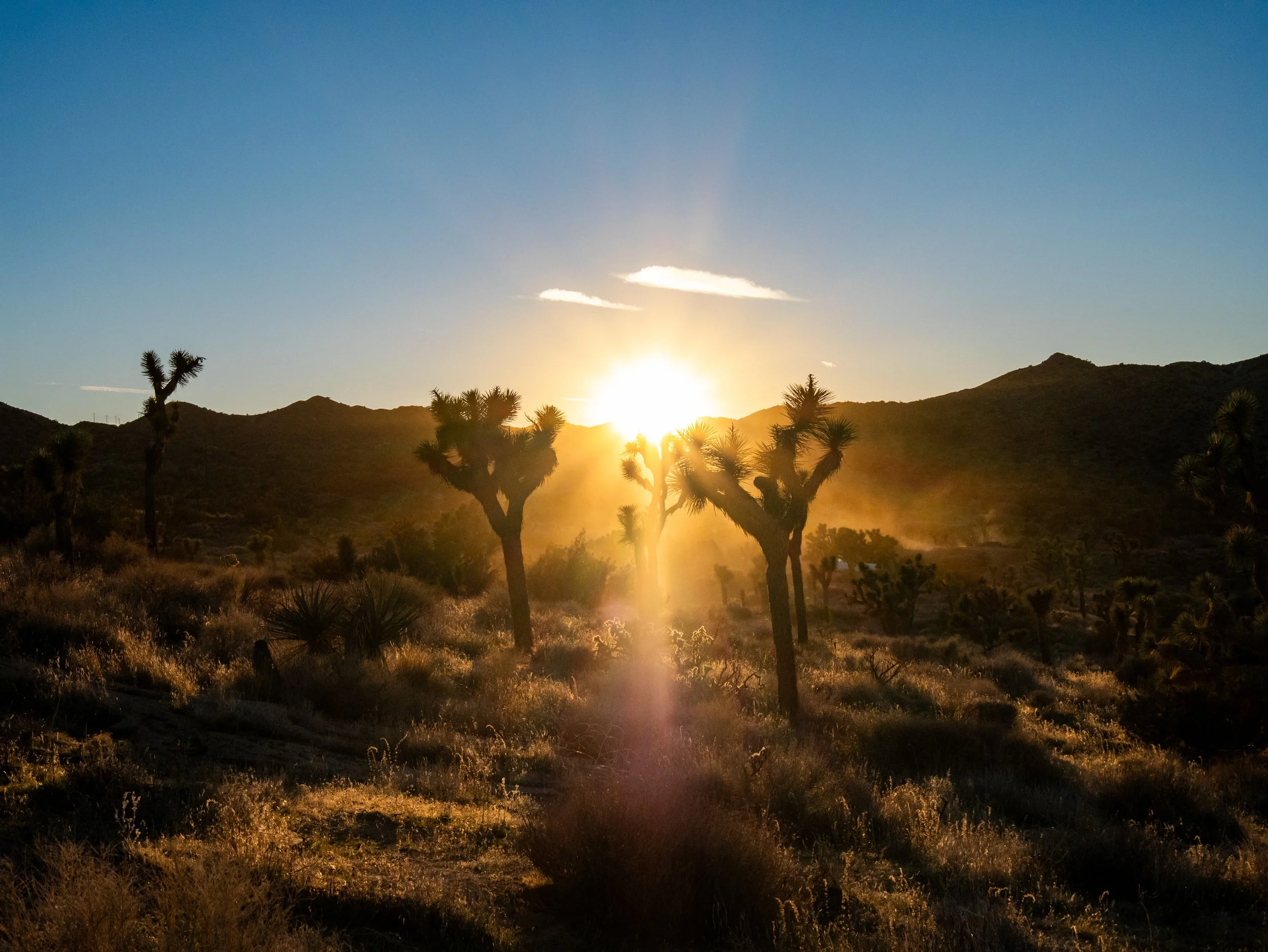 Sunrise over a desert landscape with Joshua trees and mountain silhouettes in the background.
