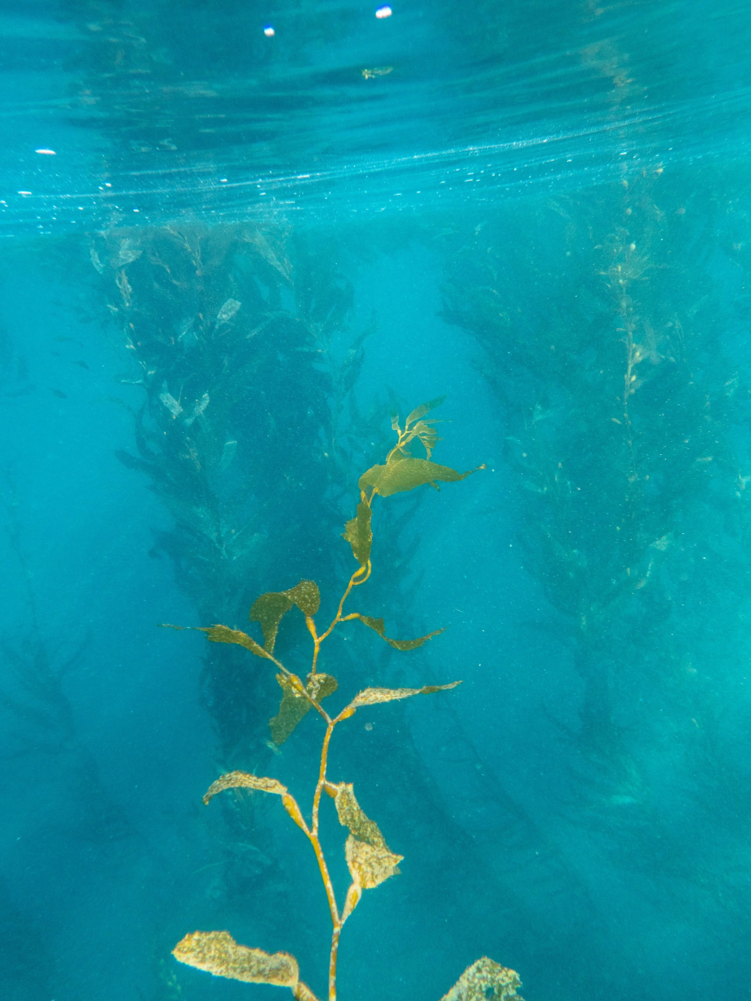 Underwater view showing a plant with green leaves and branches, with a blurry background of underwater vegetation.