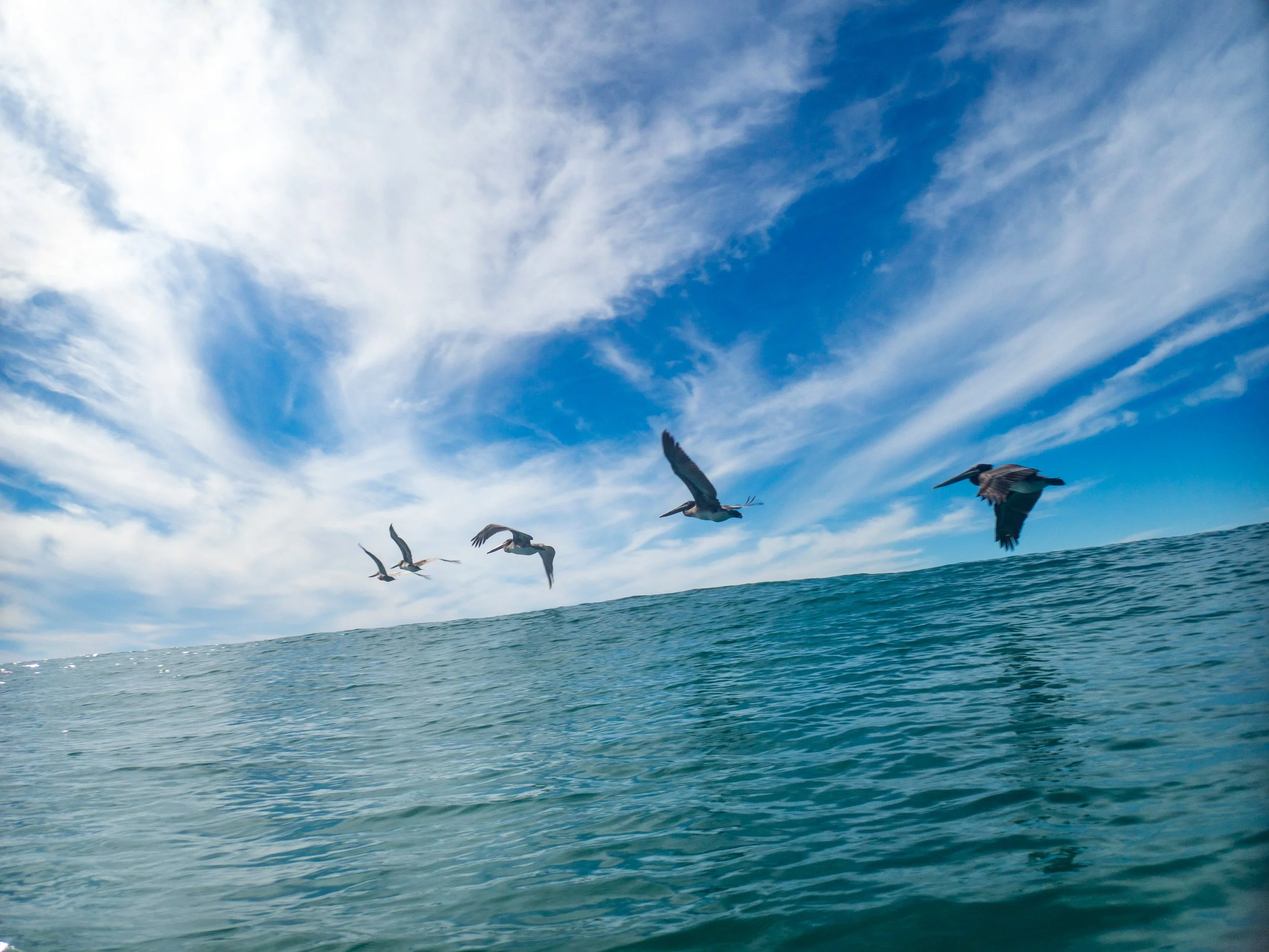 Five pelicans flying over the ocean with a blue sky and white clouds.