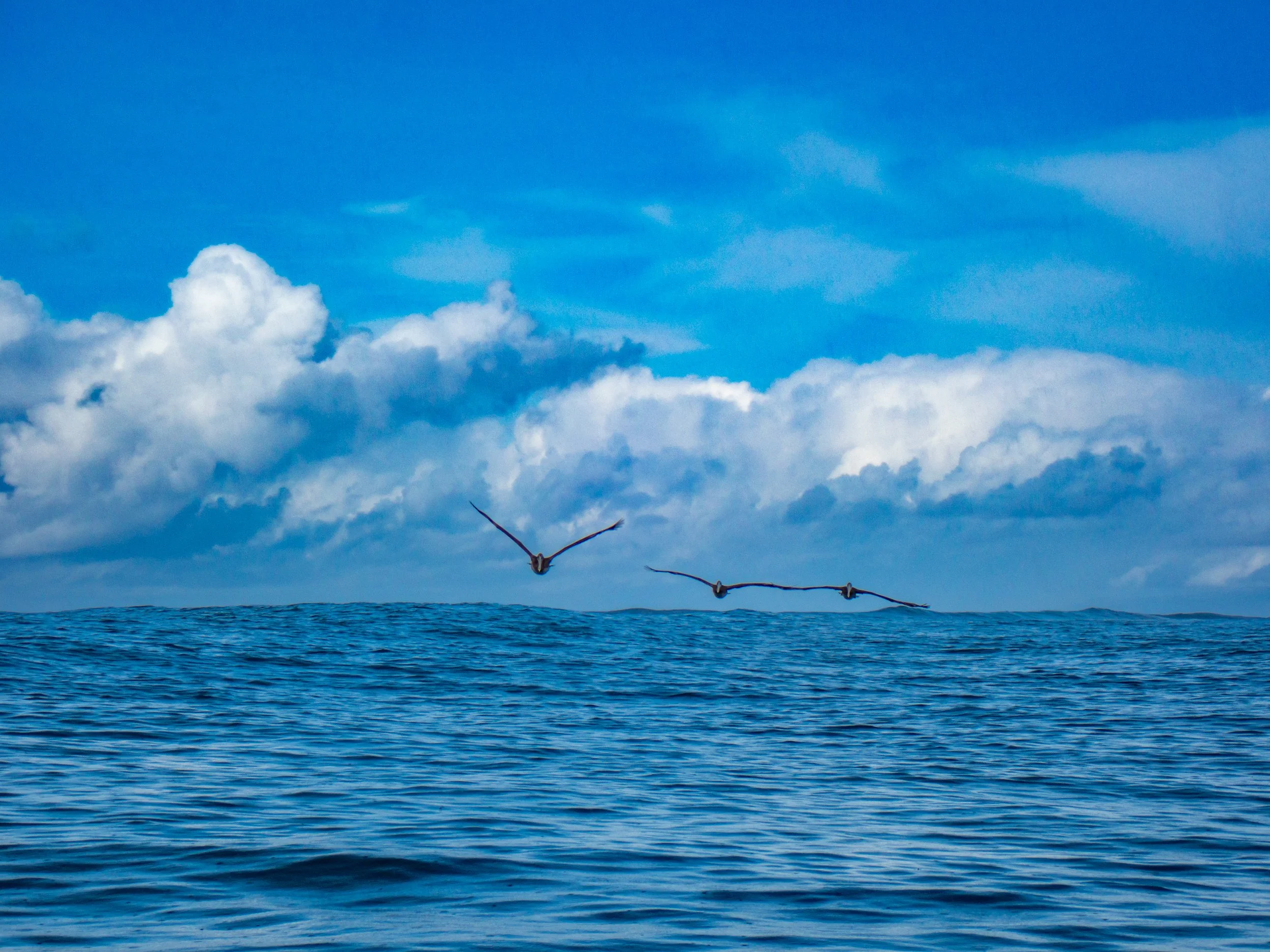 Three birds flying over the ocean with a cloudy sky in the background.
