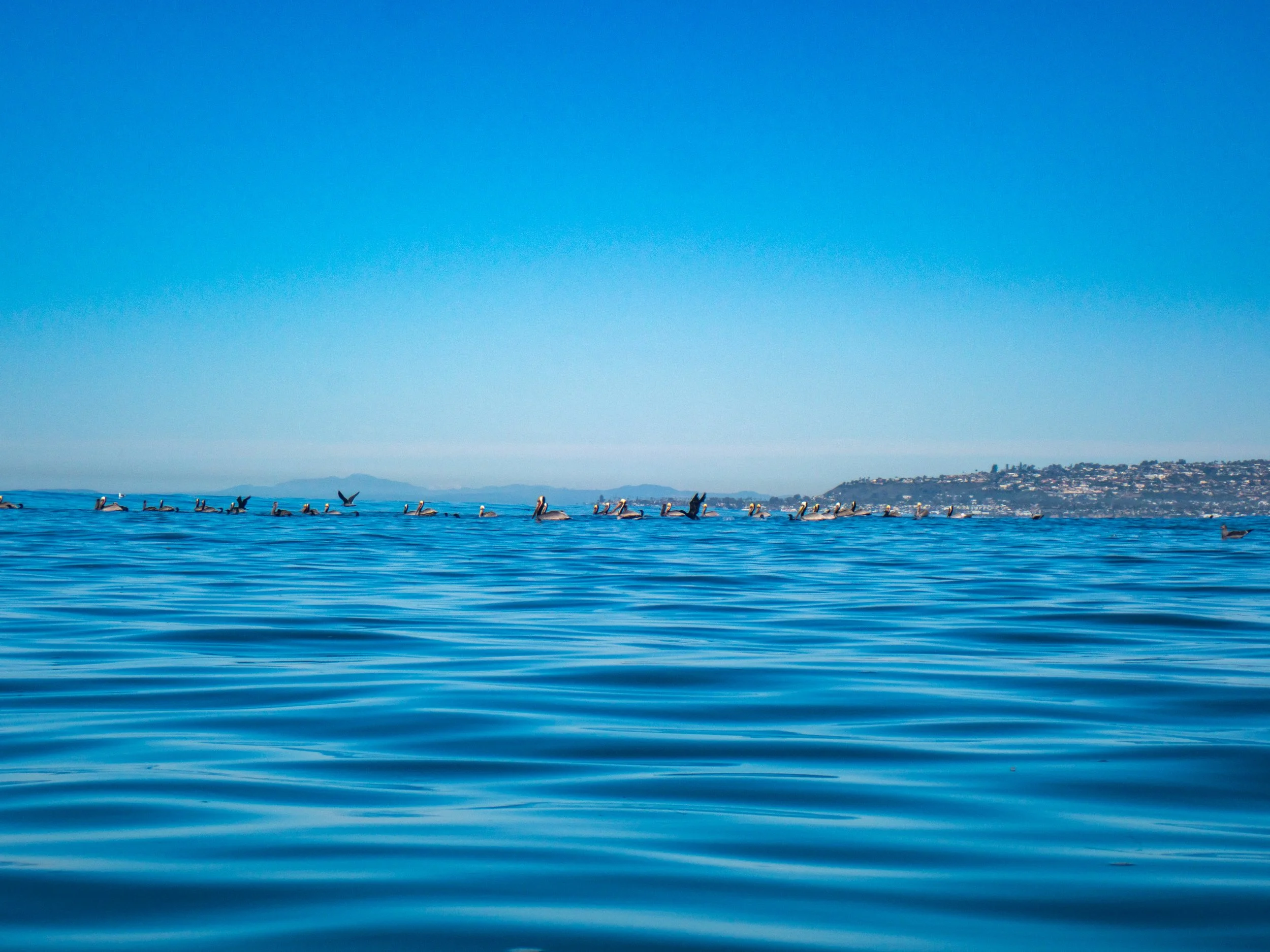 A group of pelicans floating on calm blue ocean waters near a coastline with buildings, under a clear sky.