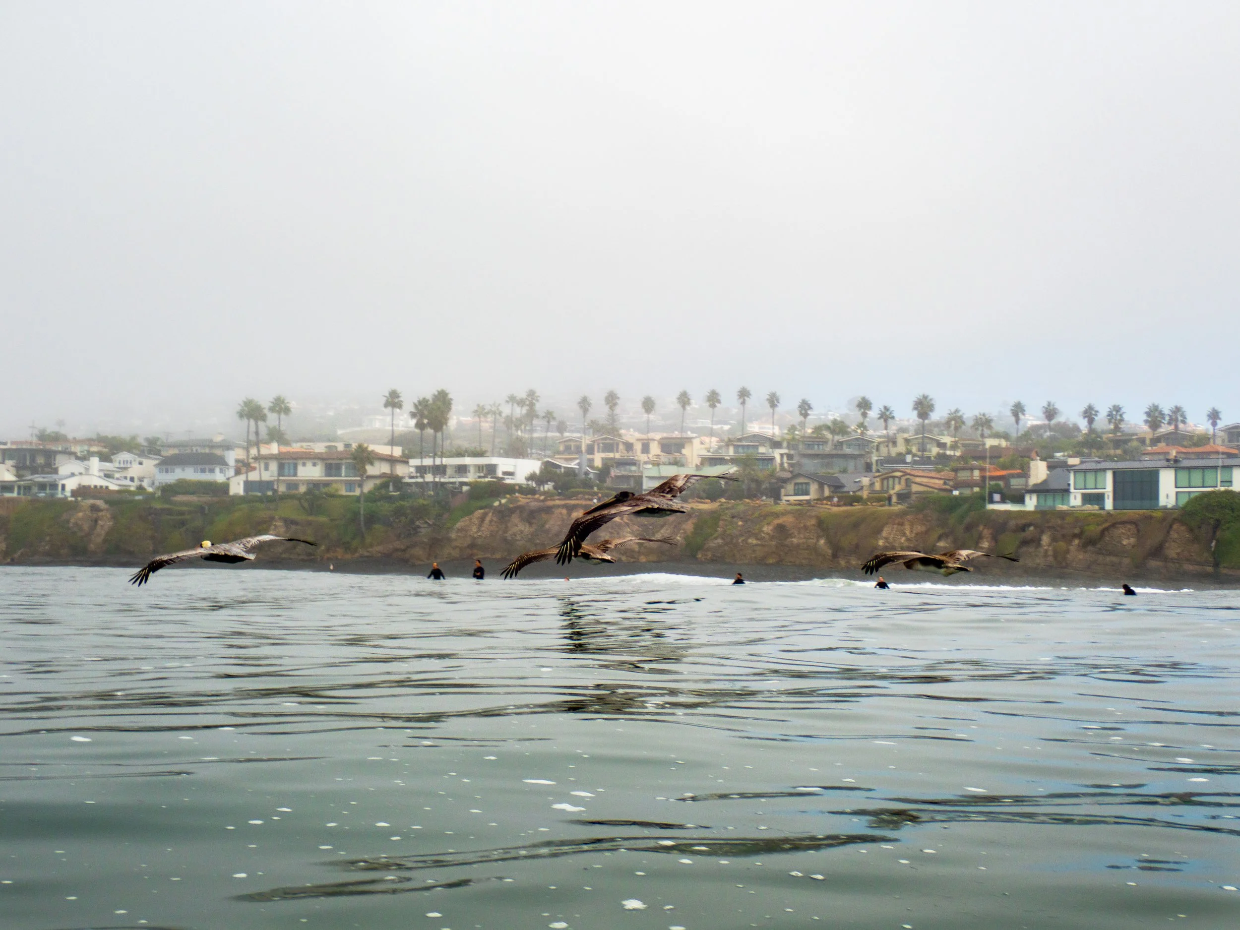 Seagulls flying over calm ocean water with a coastline of houses and palm trees in the background on a foggy day.