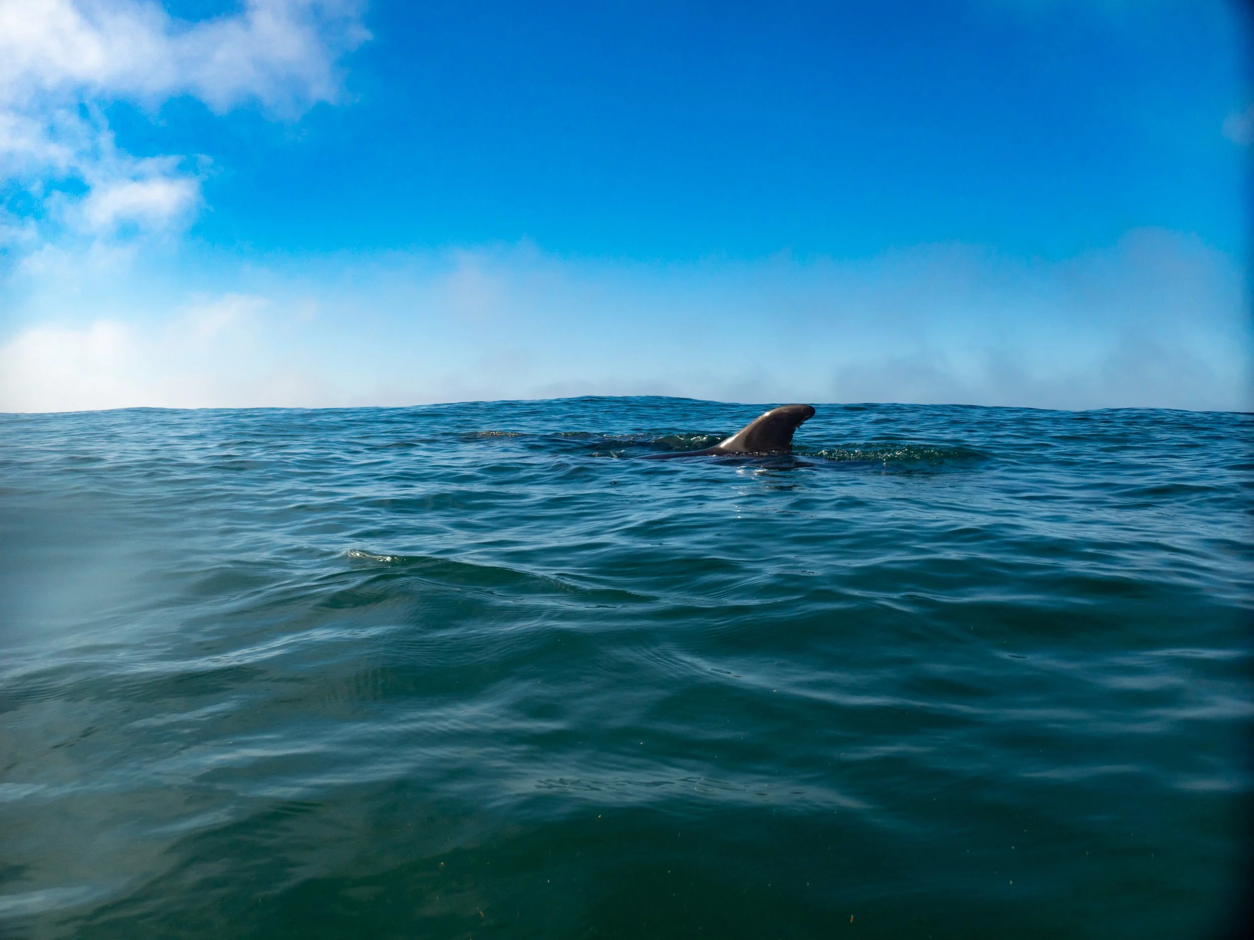 A dolphin's dorsal fin visible above the ocean water, with a partly cloudy blue sky in the background.