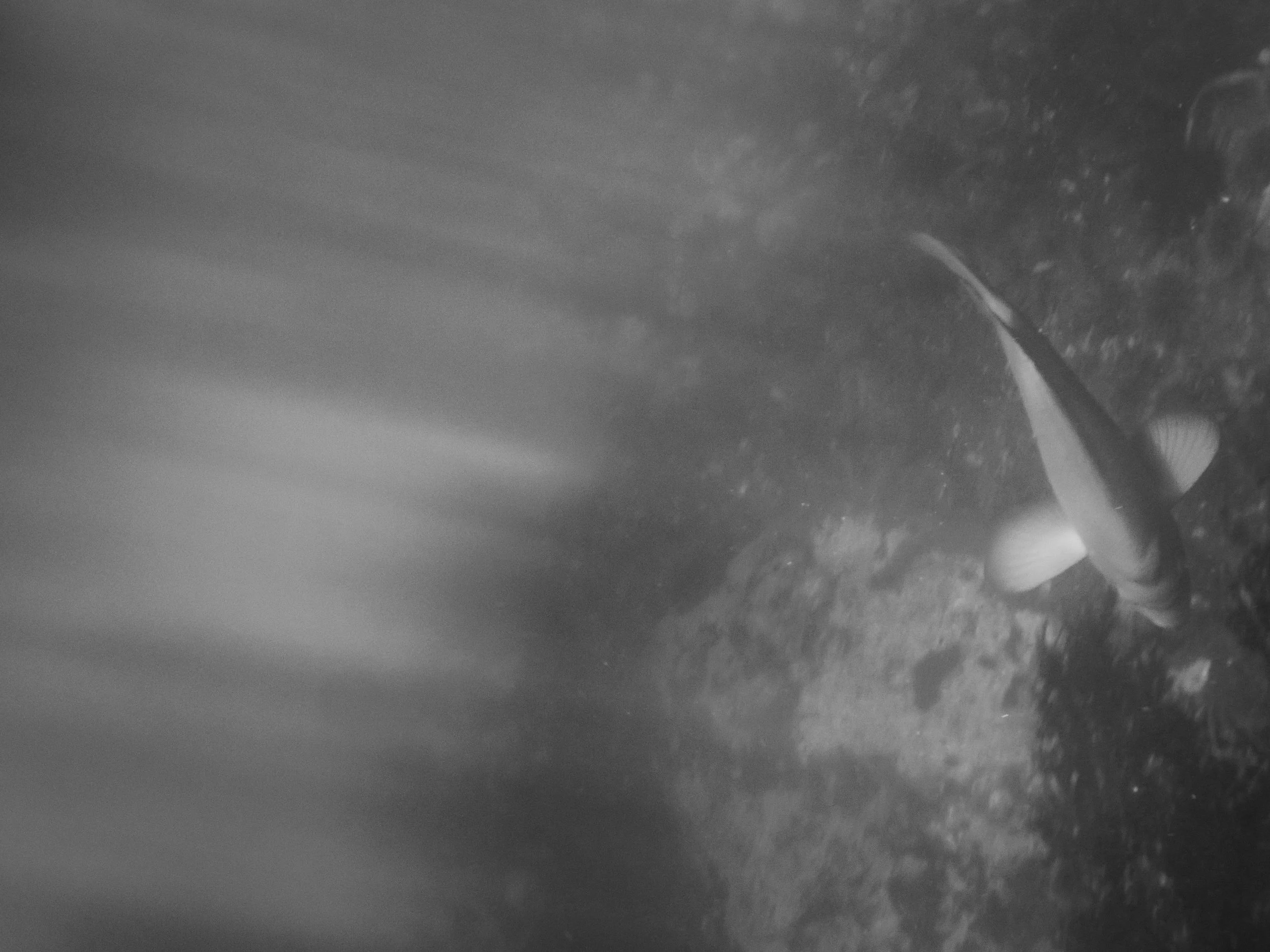 A fish swimming near the ocean floor, with visible rocks and sand.