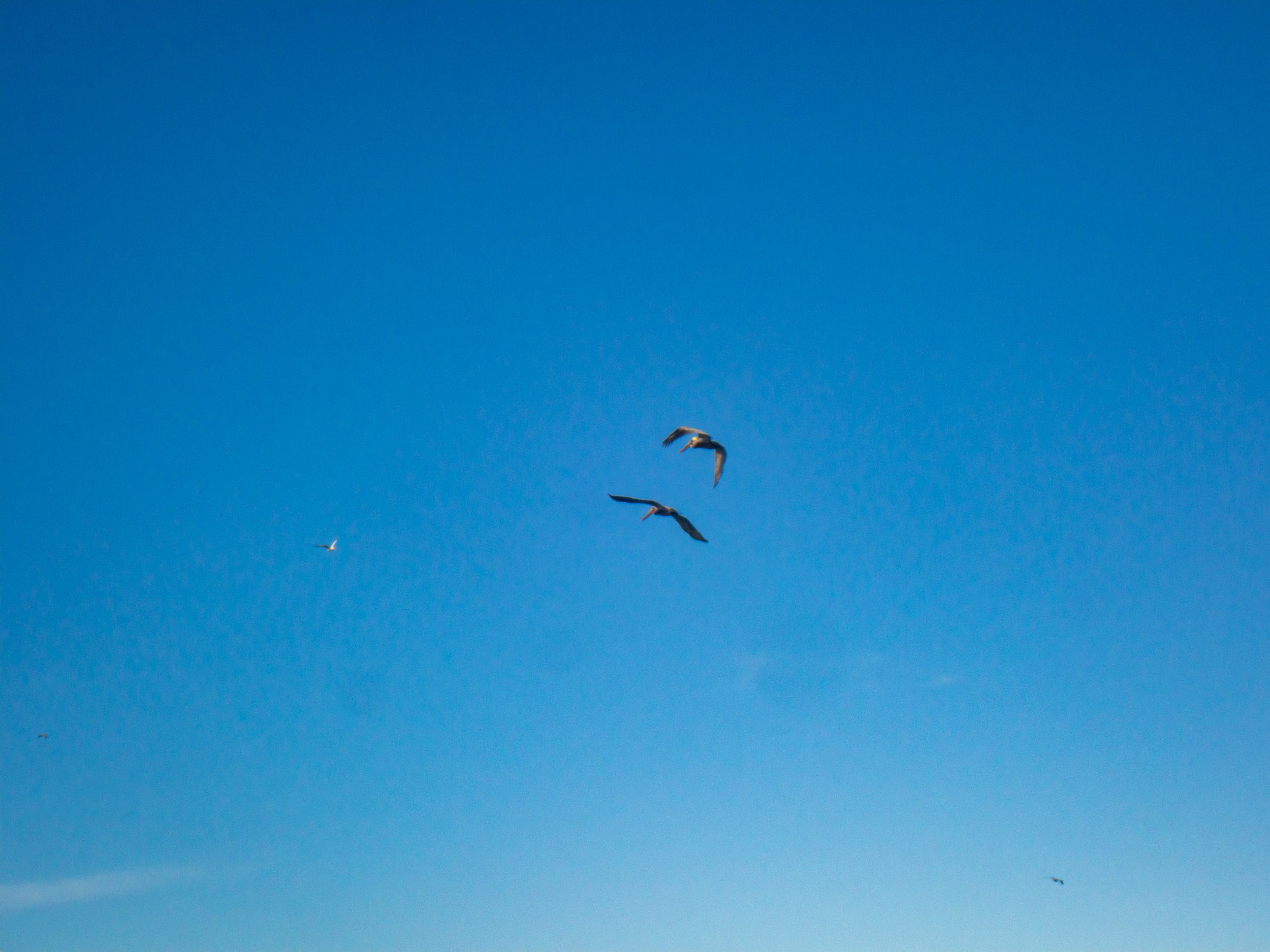 Four seagulls flying in a clear blue sky.