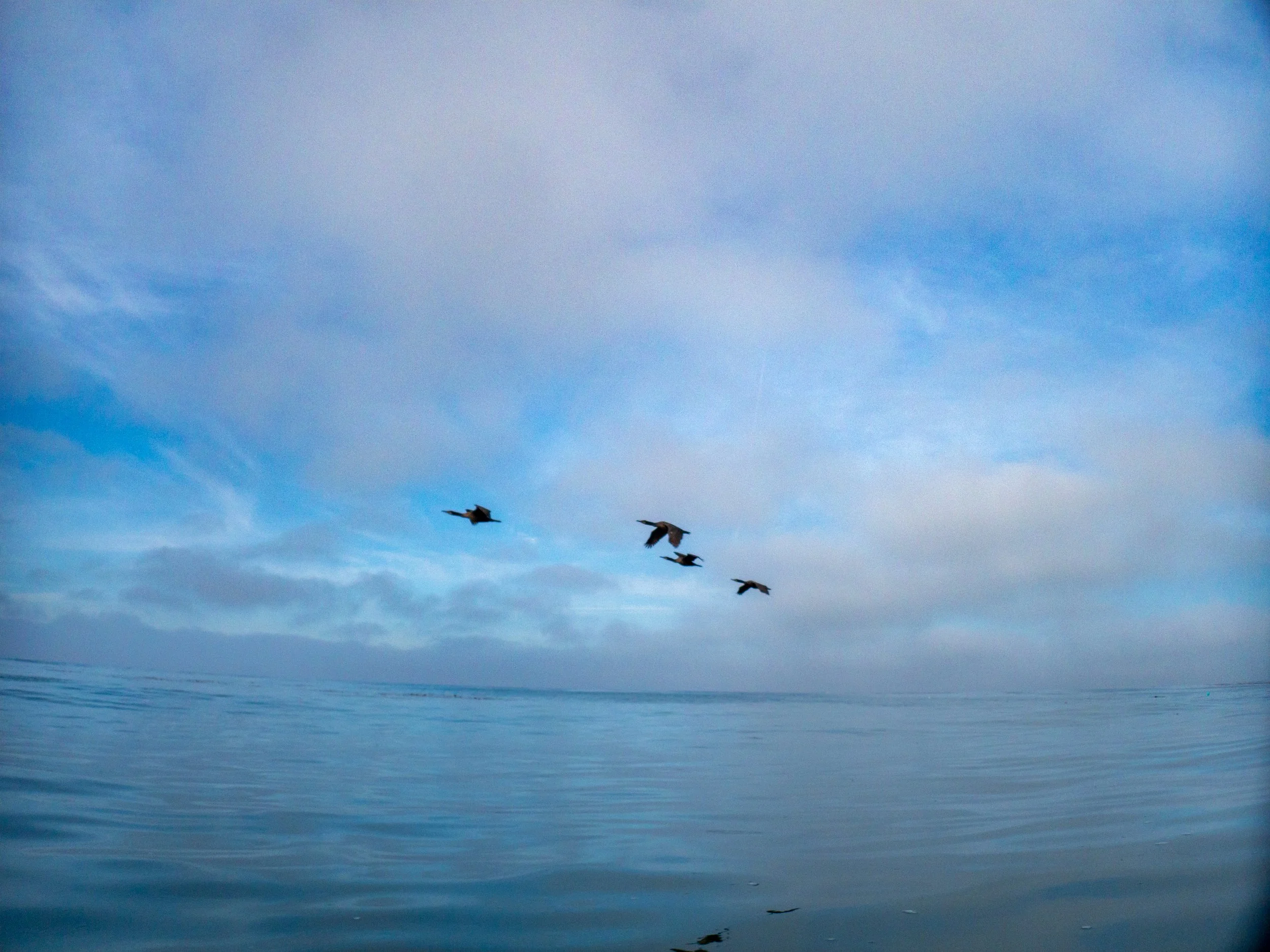 Four birds flying over the ocean under a partly cloudy sky.