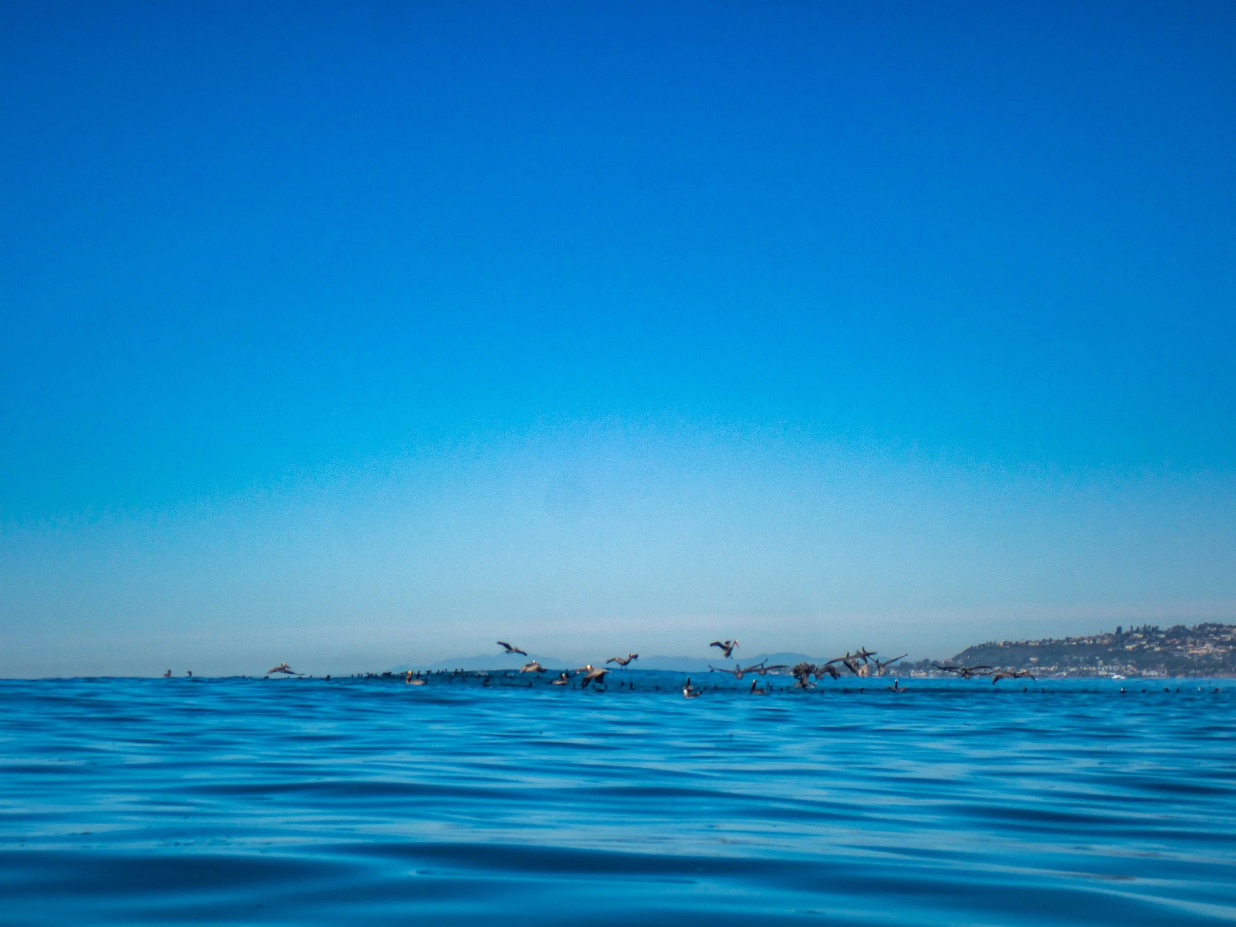 A clear blue sky over an ocean with a flock of seabirds flying low over the water, and a coastline with buildings on the horizon.