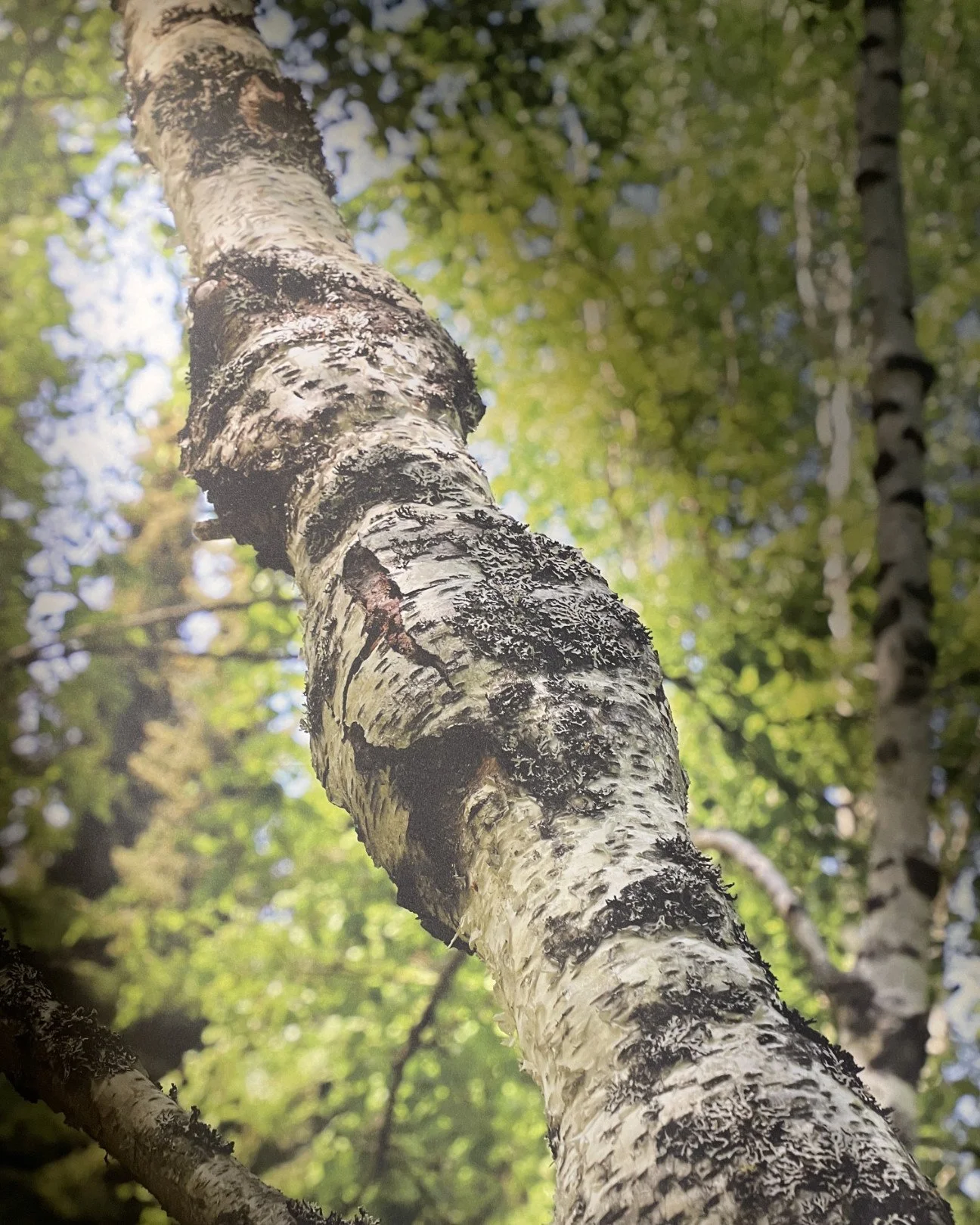 Forest_Glow_Craft_Museum_Finland_Tulipuro_Tobias_Feuerbacher_4079.jpg