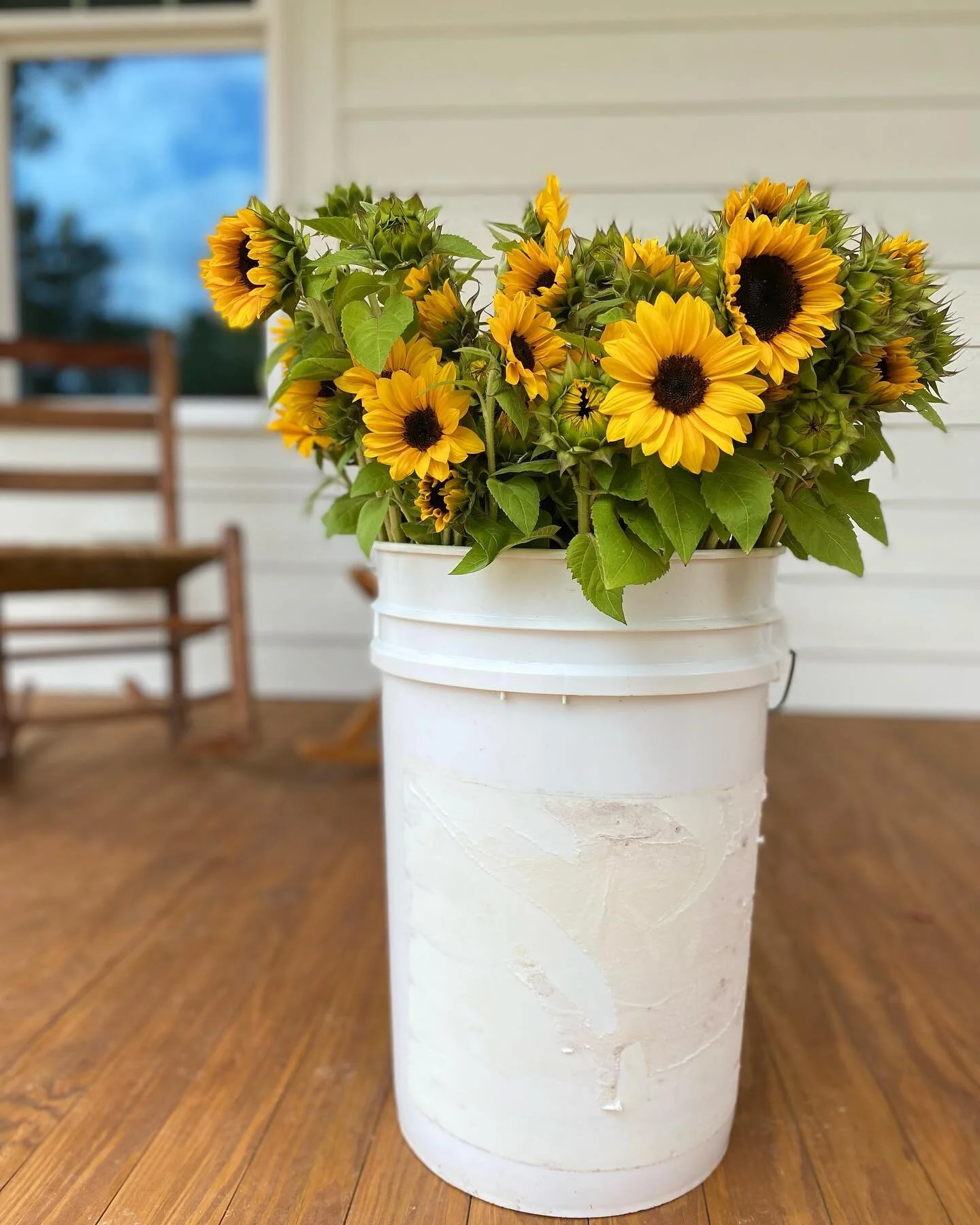 A bucket of sunshine :) 

You can find sunflowers and all our bouquets at the Lillington Farmers Market Friday 10am-2pm. See you there!!

#lillingtonncfarmersmarket
#longcreekflowerfarm #lillington #harnettcounty #localflowers #flowerfarm #sunflowers