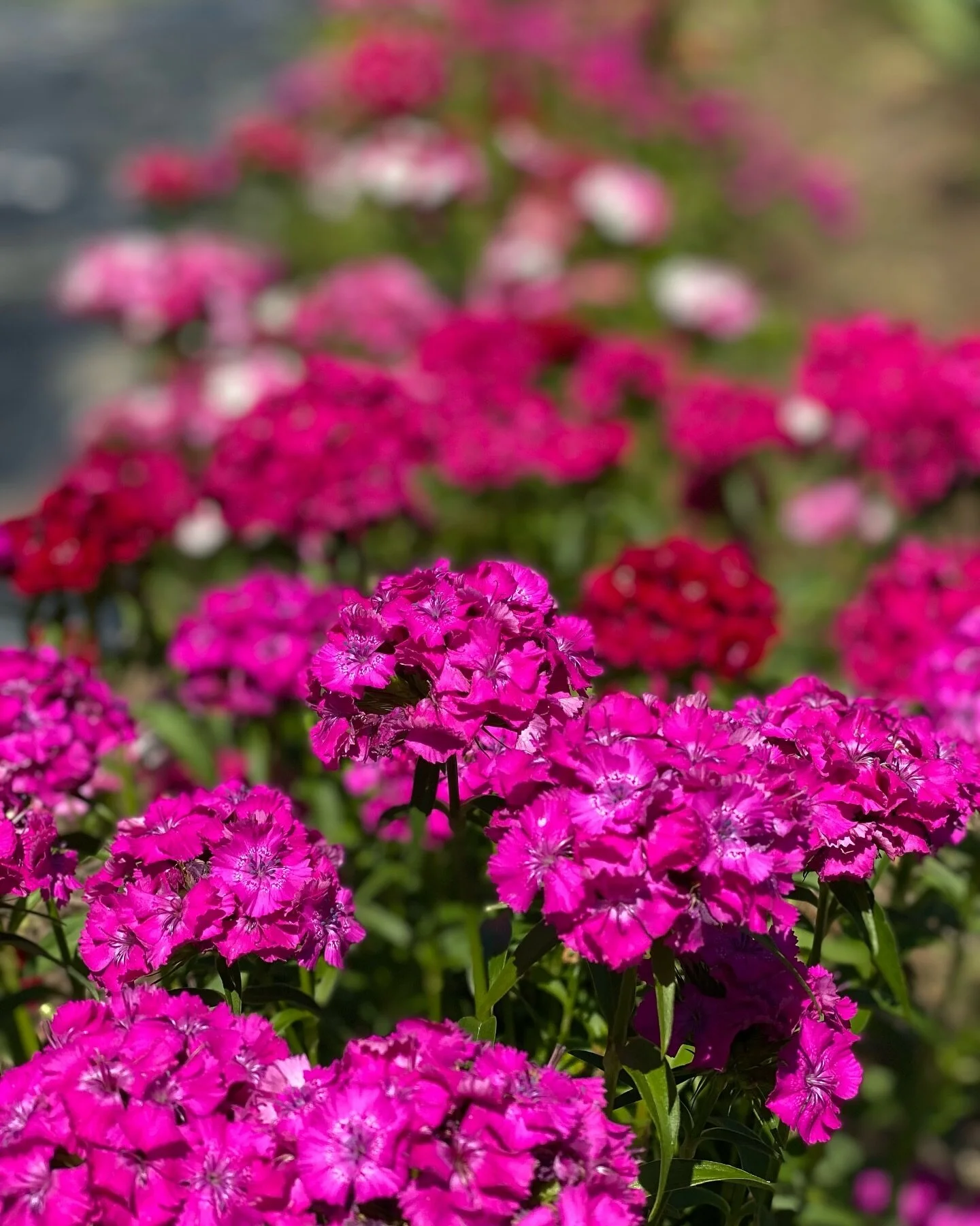 I can&rsquo;t wait for this view again! Sweet William is just about to bloom. This picture is from last year&rsquo;s harvest~I&rsquo;ll share this year&rsquo;s view soon, as well as a few farm updates! 
&bull;
&bull;

#beautiful #longcreekflowerfarm 