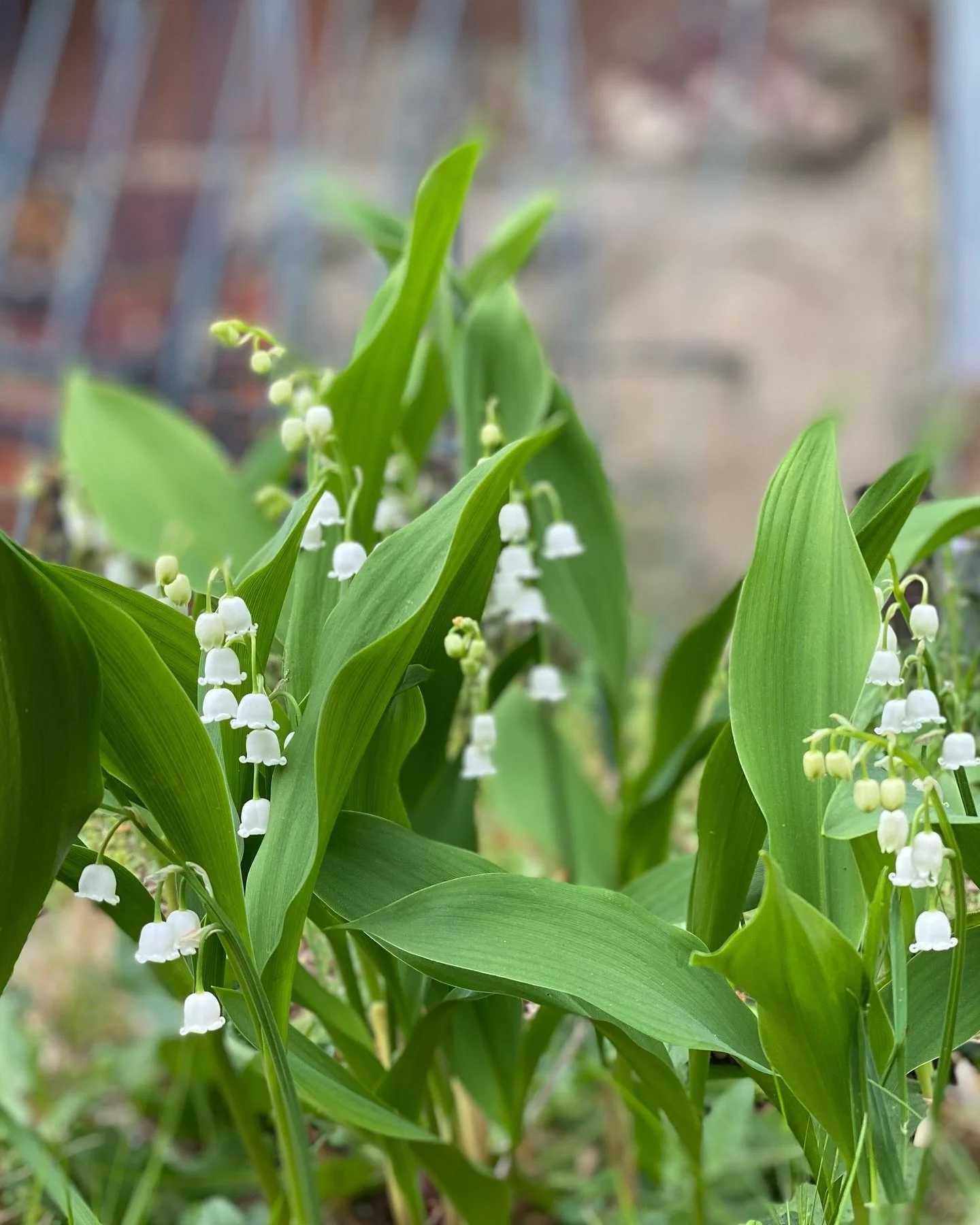 Flower Farm Update~

We&rsquo;ve been busy restructuring and reorganizing the flower beds and buildings this past winter. As we head into our third year of growing flowers, I can happily say, &ldquo;We&rsquo;re improving!&rdquo; 👏 Here&rsquo;s a gli