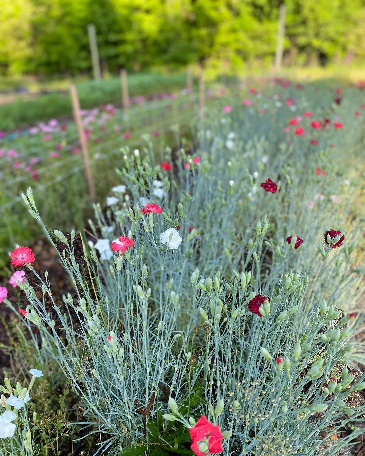 It&rsquo;s Mother&rsquo;s Day Week and we&rsquo;d love to be a part of your celebrations!!

Long Creek Flower Farm is hosting a Flower Bar on Saturday, May 11th from 6-8pm &amp; Sunday, May 12th 2-4pm. 

Limited reservations are available now for $40