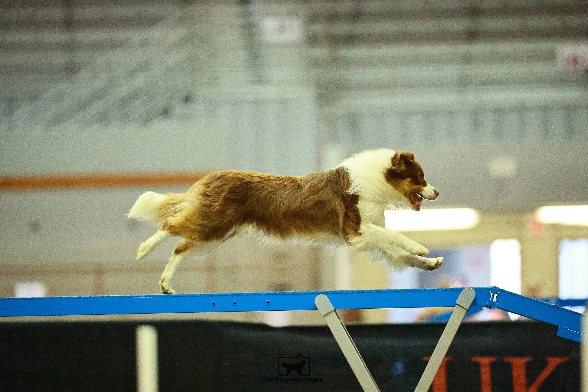 Scorch_RDW_Moss_Ring_2_Saturday_OpenAgility_157_SH_2331-original.jpg