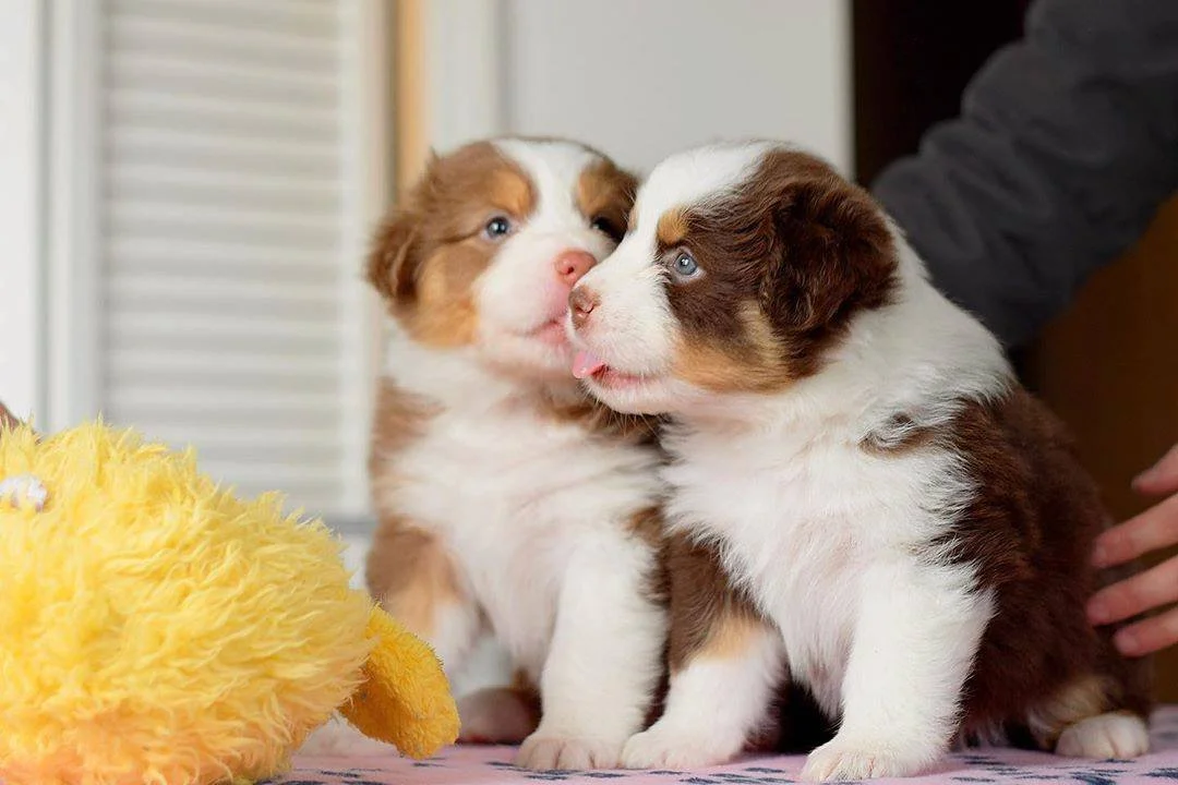 M Squared Australian Shepherds