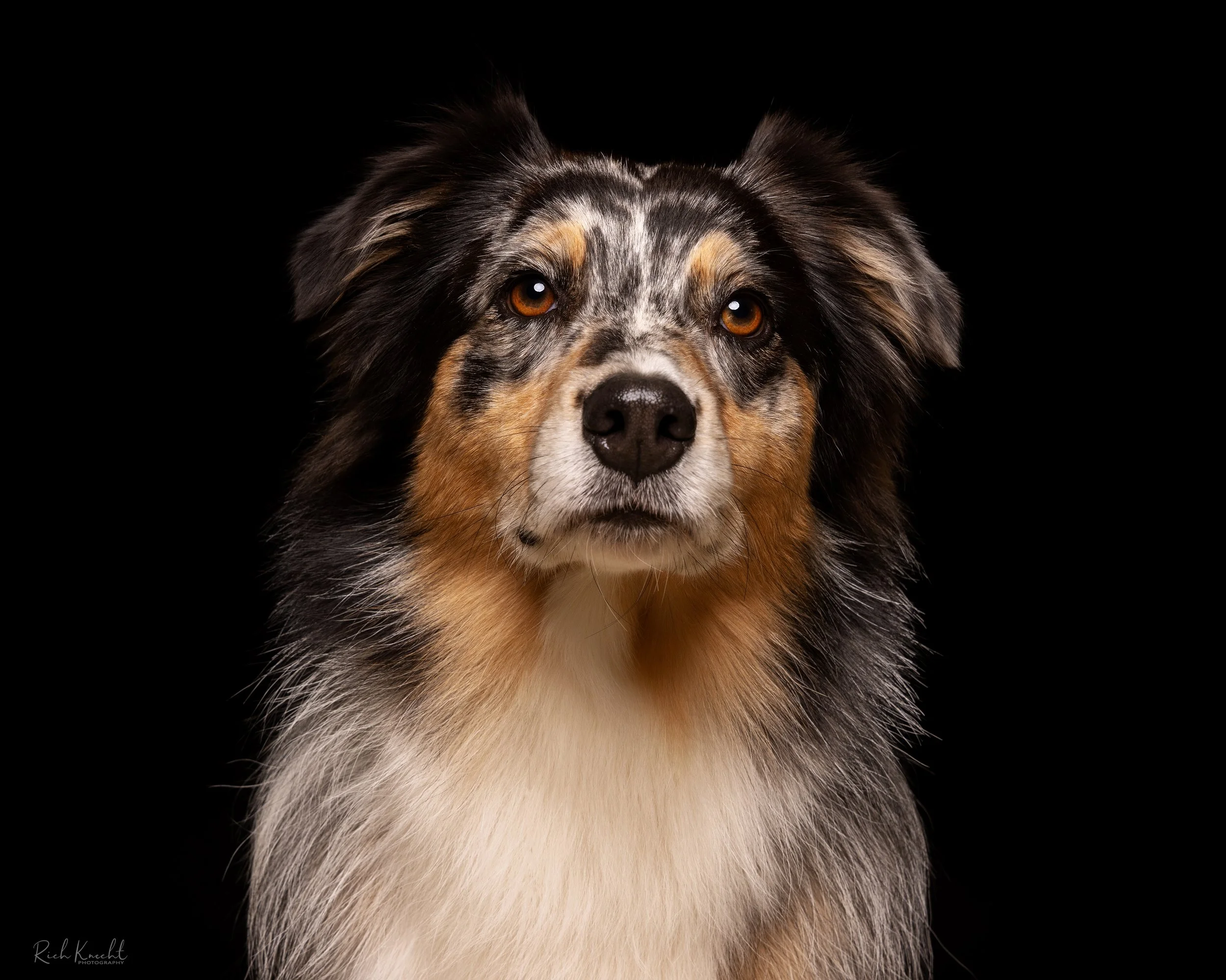 Close-up portrait of an Australian Shepherd dog with black, white, gray, and tan fur against a black background.