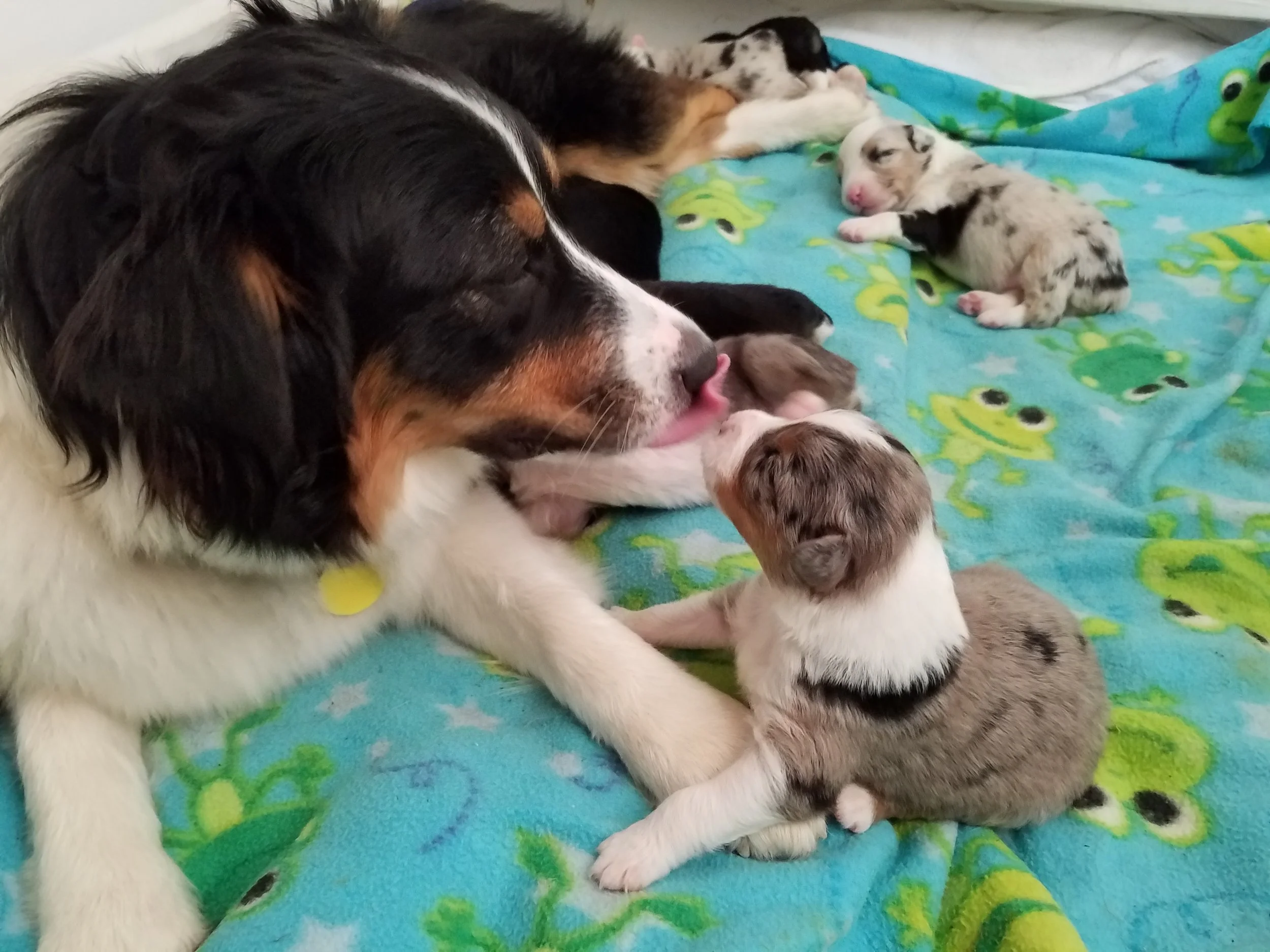 A large dog with black, white, and brown fur lying on a blue blanket with frog designs, surrounded by several tiny puppies, one of which is licking the dog's nose.