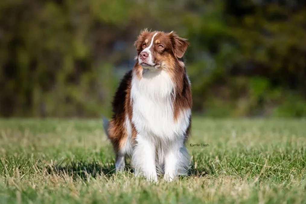 Australian Shepherd dog sitting on a grassy field with trees in the background, looking to the left.