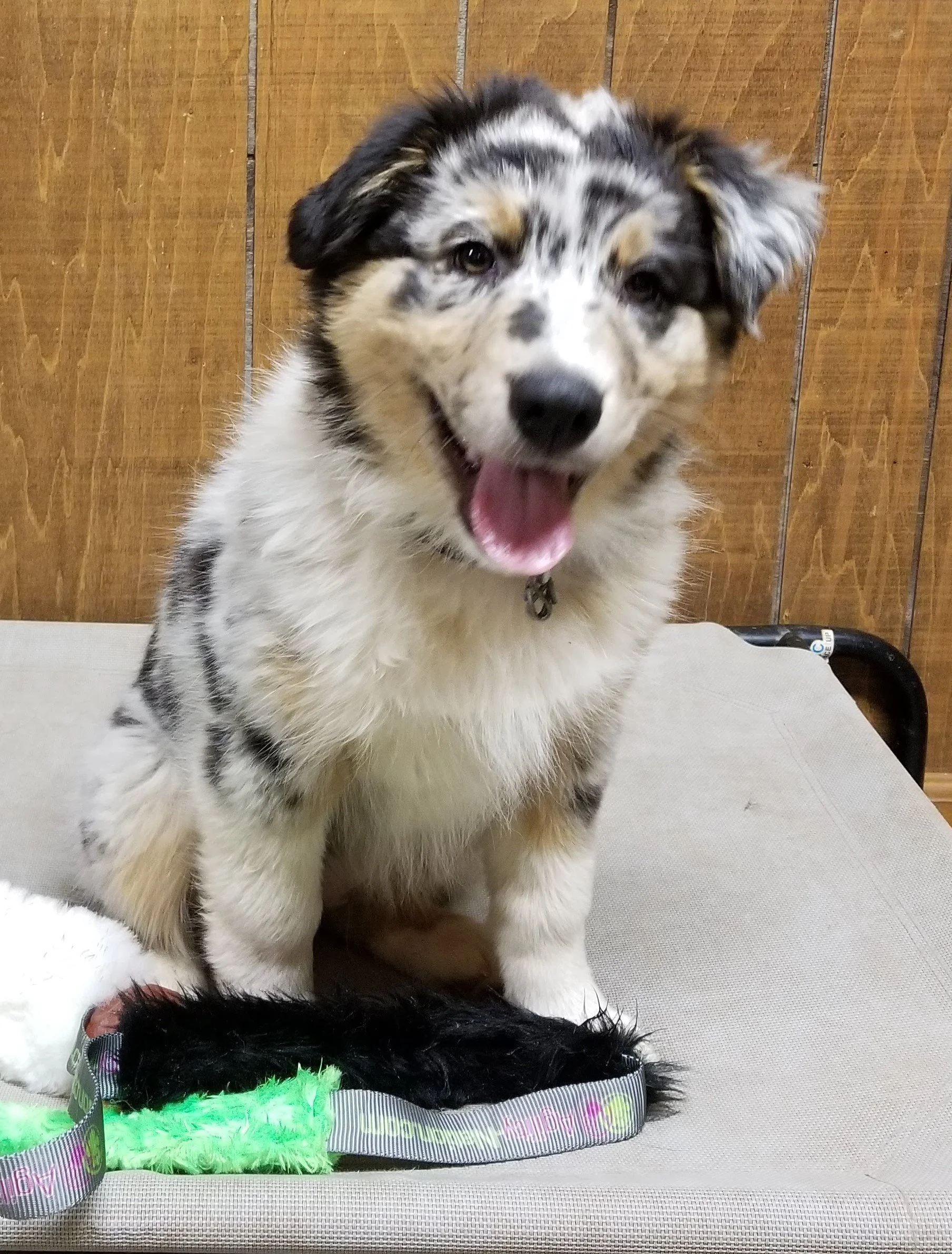 M Squared Australian Shepherds