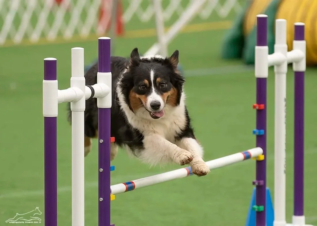 M Squared Australian Shepherds