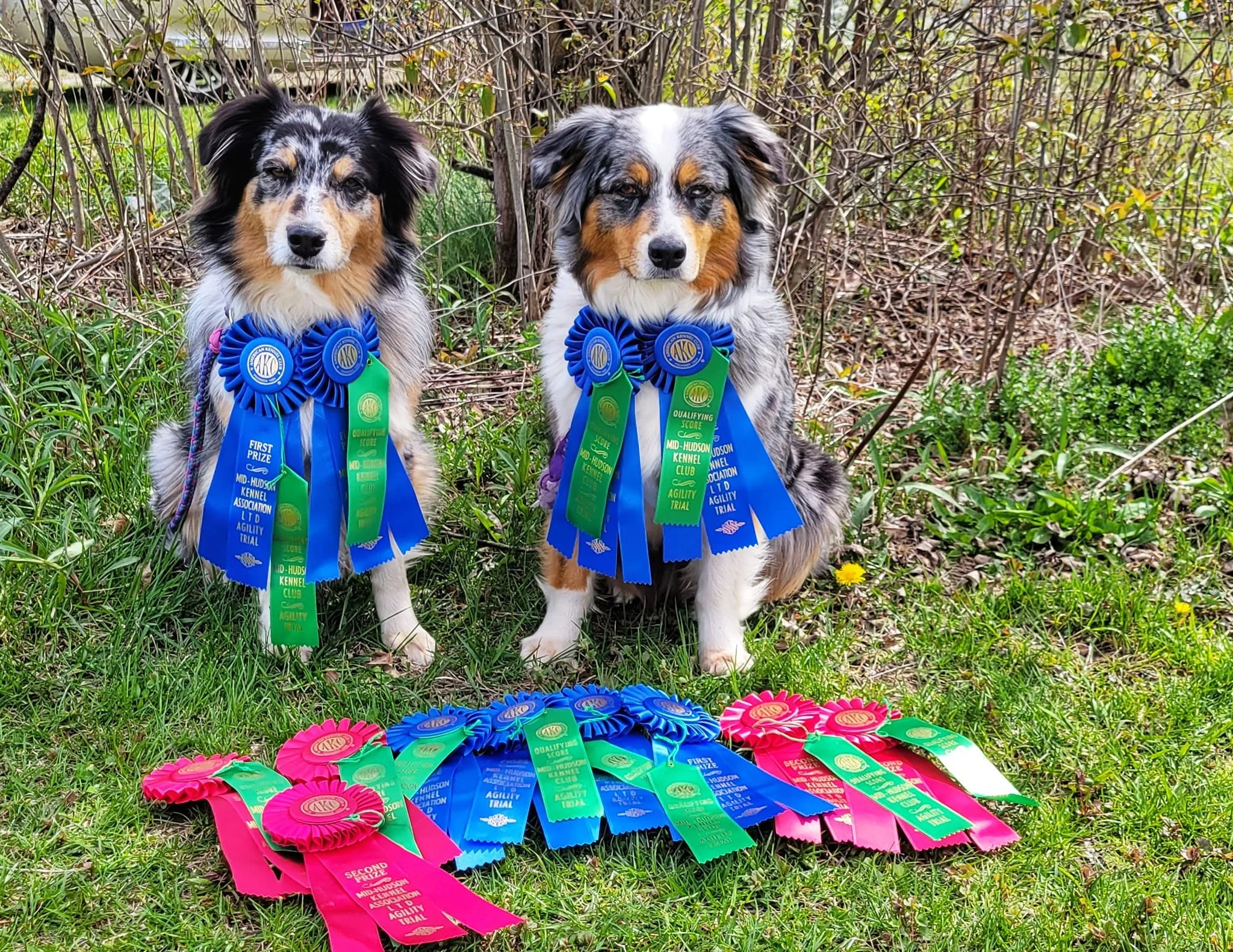 M Squared Australian Shepherds