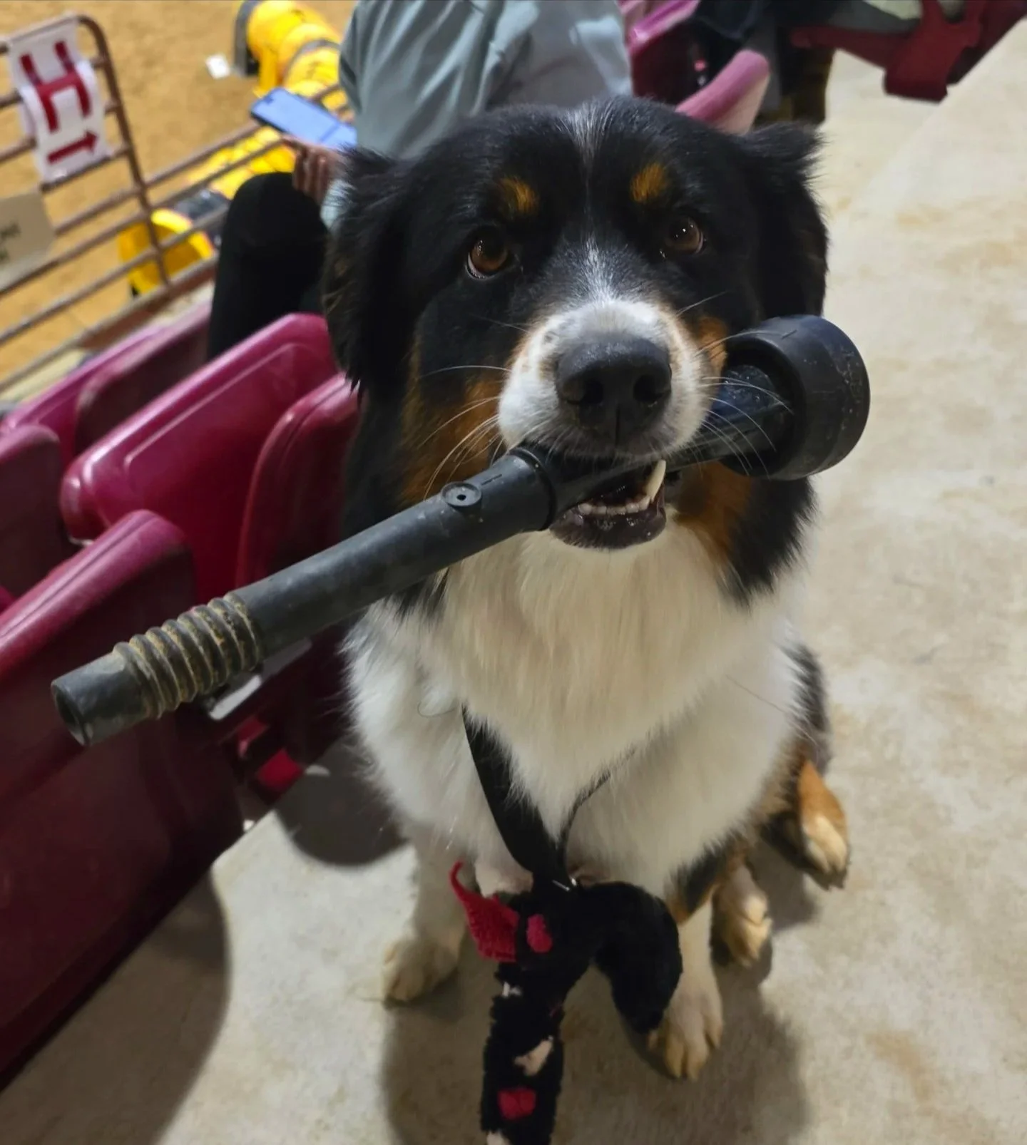 M Squared Australian Shepherds