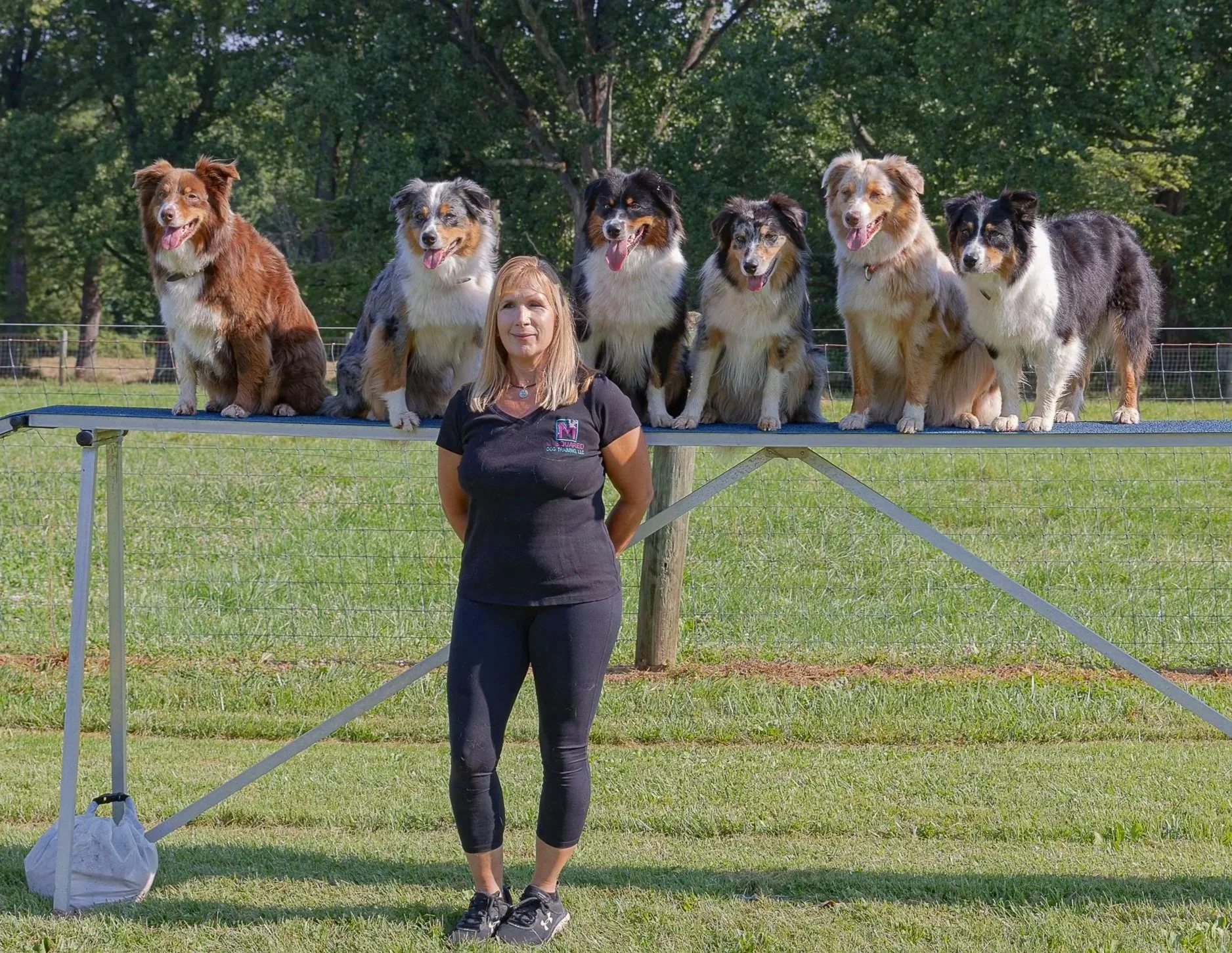 M Squared Australian Shepherds